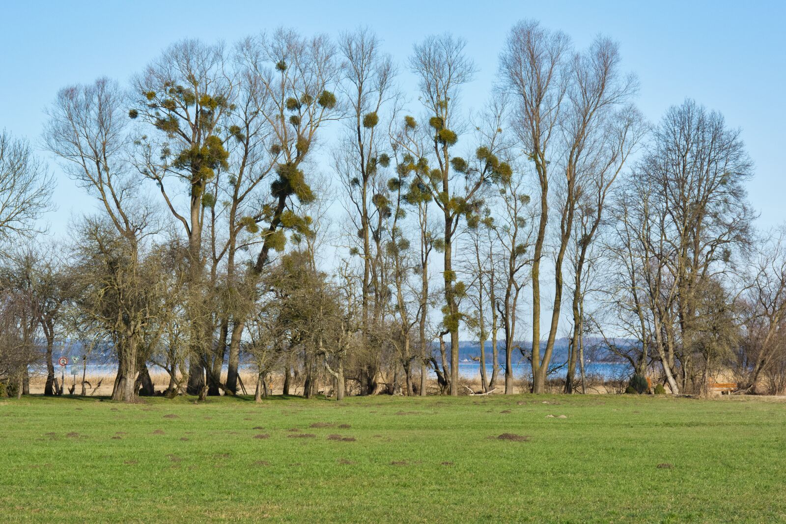 Nikon D7100 sample photo. Trees, mistletoe, autumn photography