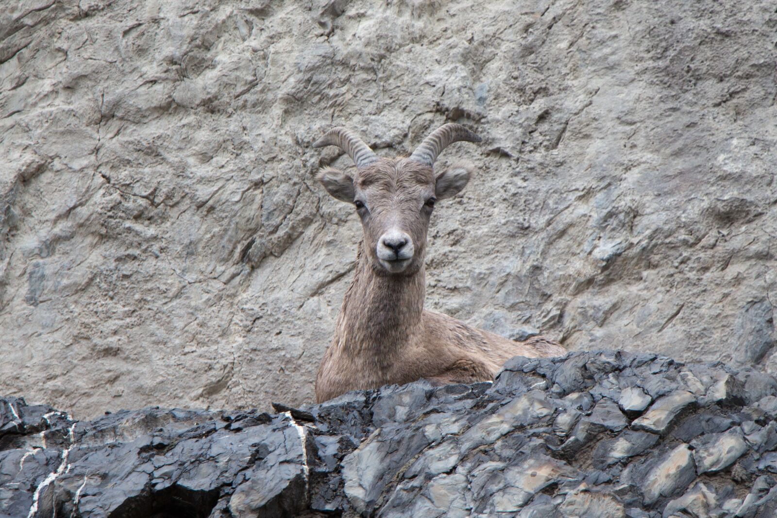 Canon EOS 700D (EOS Rebel T5i / EOS Kiss X7i) sample photo. Mountain goat, cliff, horn photography