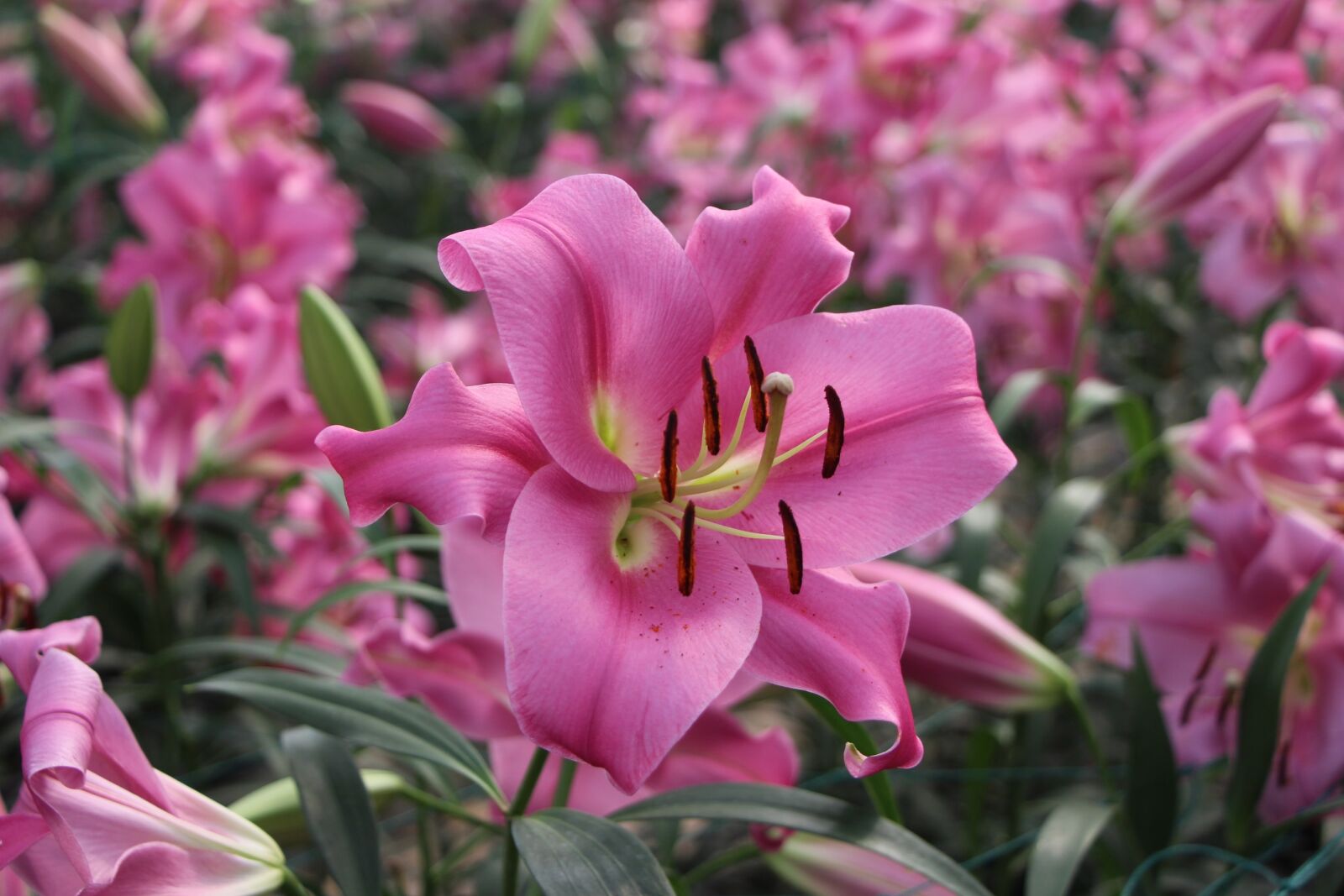 Canon EOS 650D (EOS Rebel T4i / EOS Kiss X6i) sample photo. Beautiful, brilliant, flowers photography