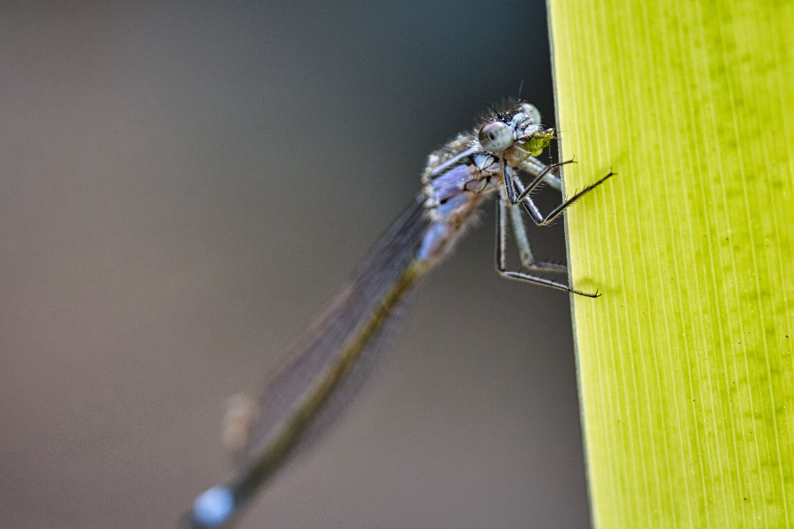 Canon EOS 70D sample photo. Dragonfly, macro, close up photography