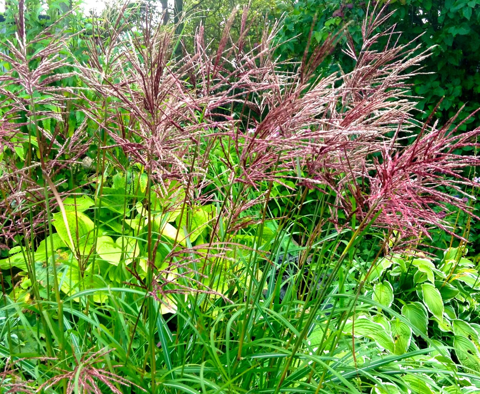 Apple iPad mini sample photo. Japanese grass, perennial, red photography