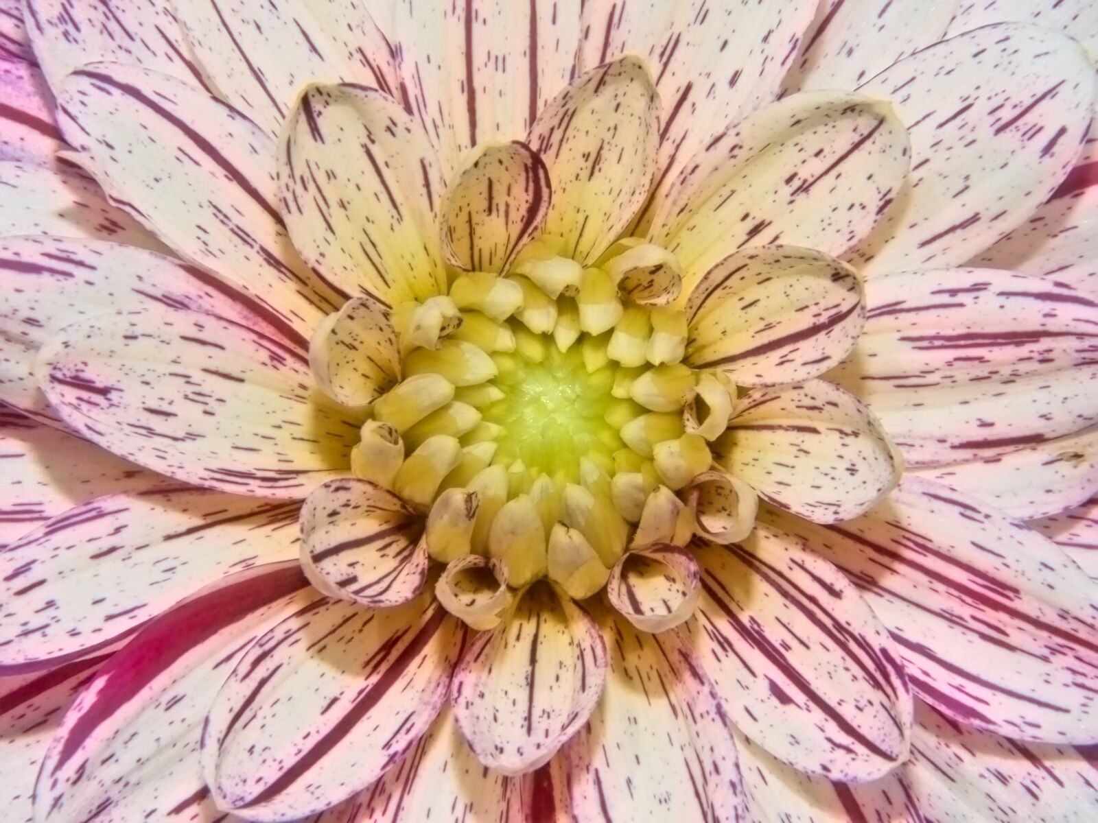 Fujifilm FinePix S6500fd sample photo. Dalia, dahlia, flower photography