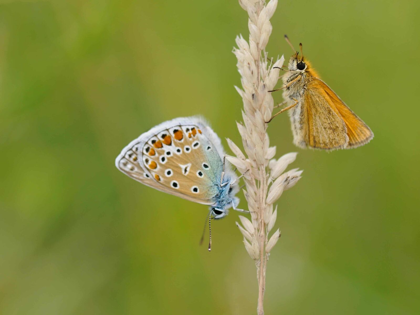 Nikon D300 sample photo. Summer, nature, butterfly, wildlife photography