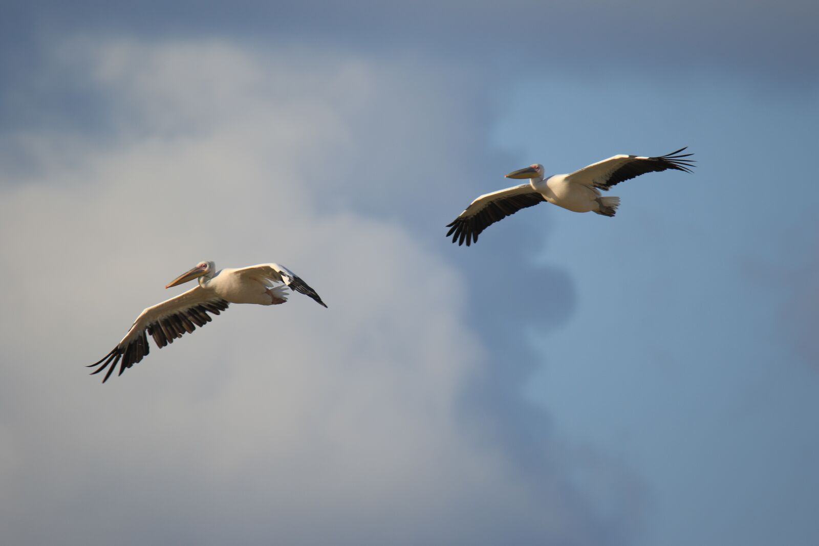Canon EOS 7D Mark II sample photo. Birds, pelicans, fly photography