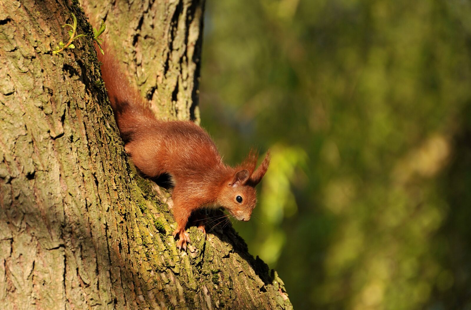Nikon D3S sample photo. Squirrel, animal, young animal photography