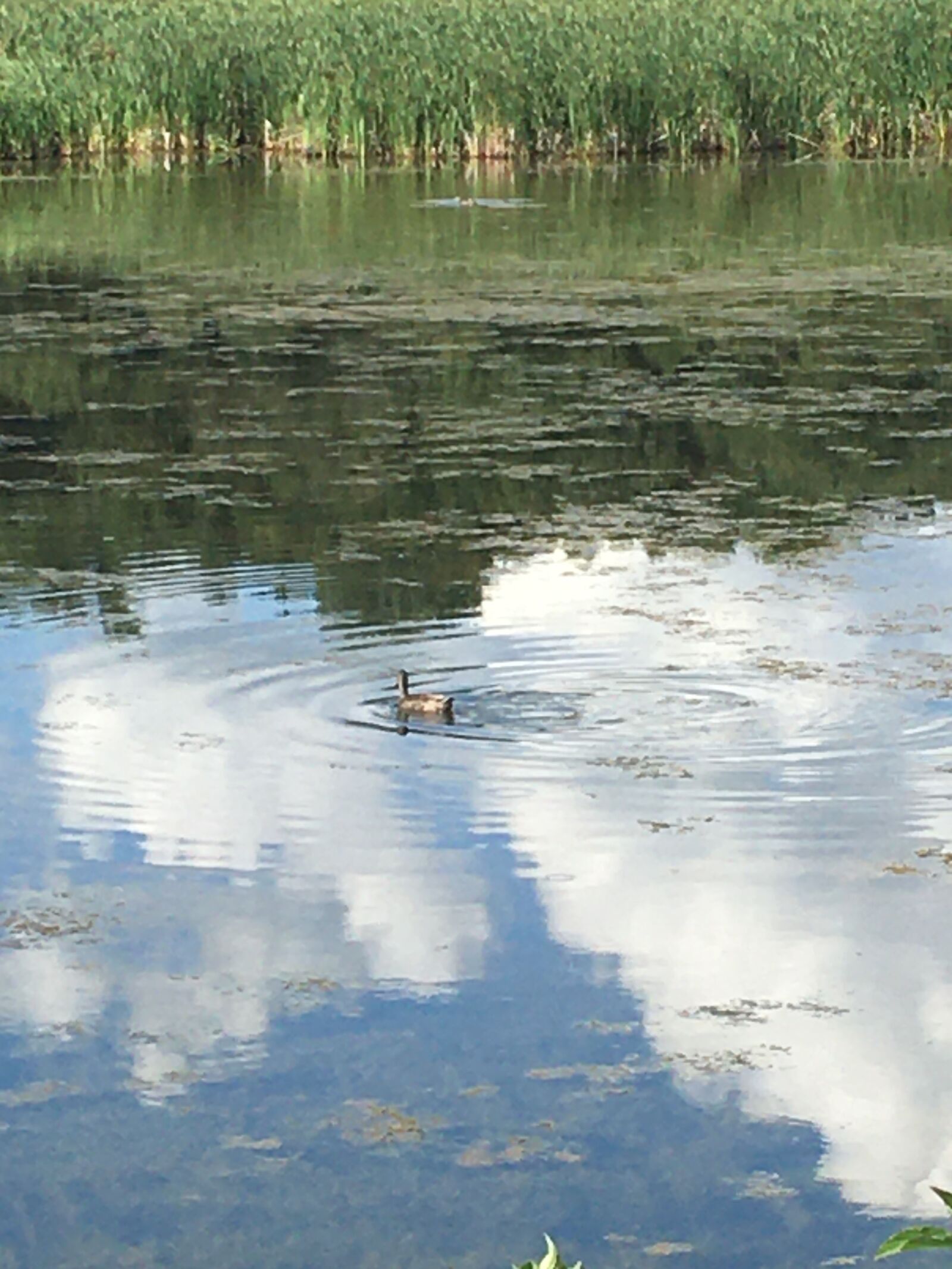 iPhone 6s back camera 4.15mm f/2.2 sample photo. Duck, lake, water photography
