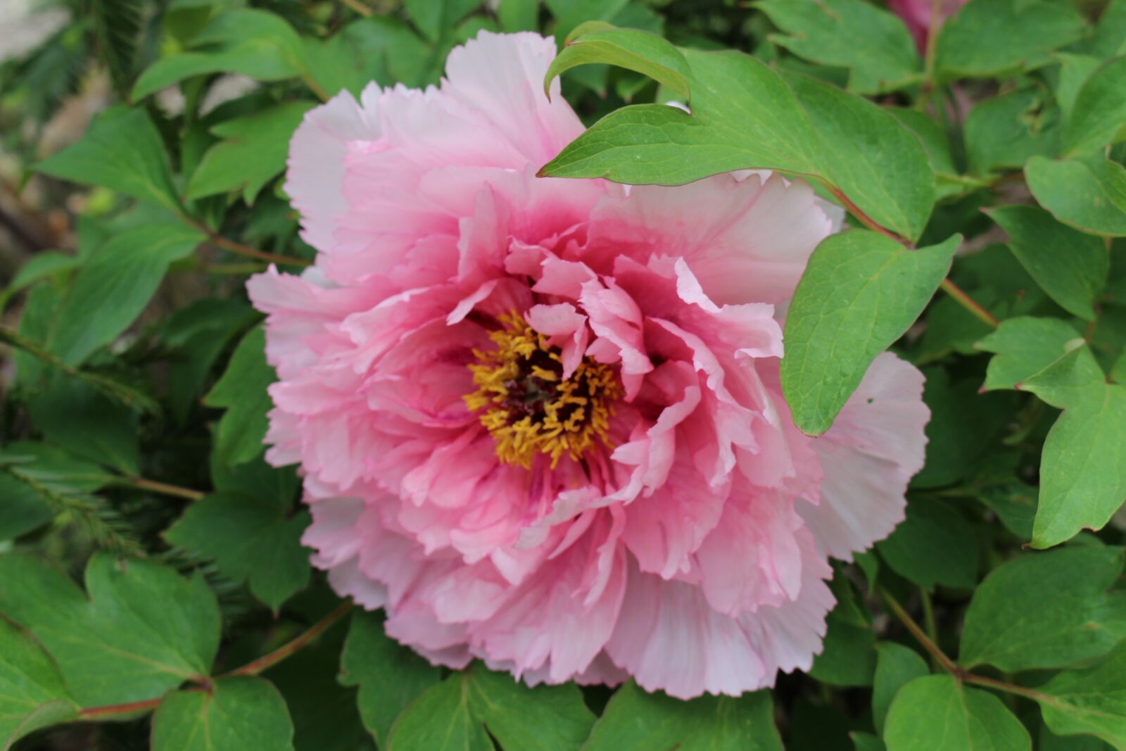Canon EOS 700D (EOS Rebel T5i / EOS Kiss X7i) sample photo. Peony, blossom, bloom photography