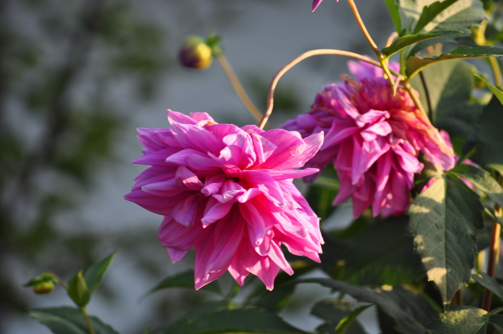 Nikon D5000 sample photo. Macro, flowers, nature photography