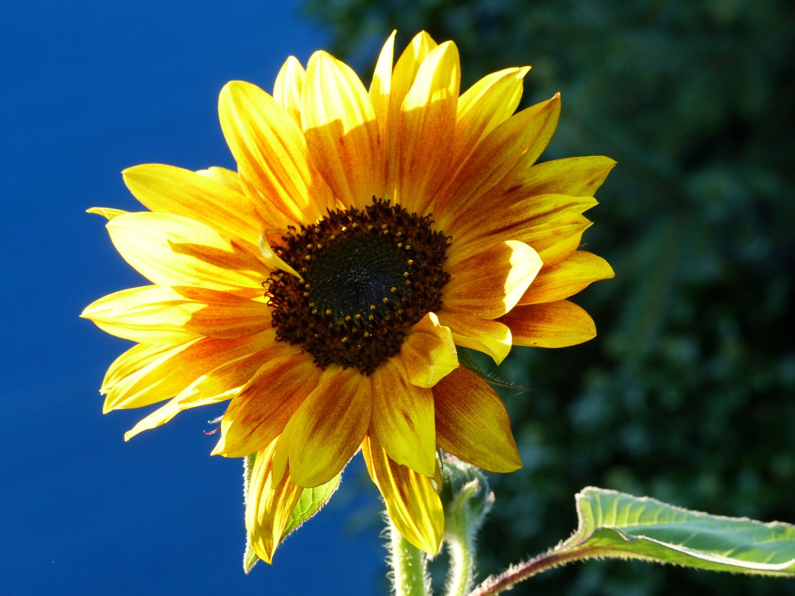 Panasonic Lumix DMC-FZ200 sample photo. Sunflower, autumn, blue photography