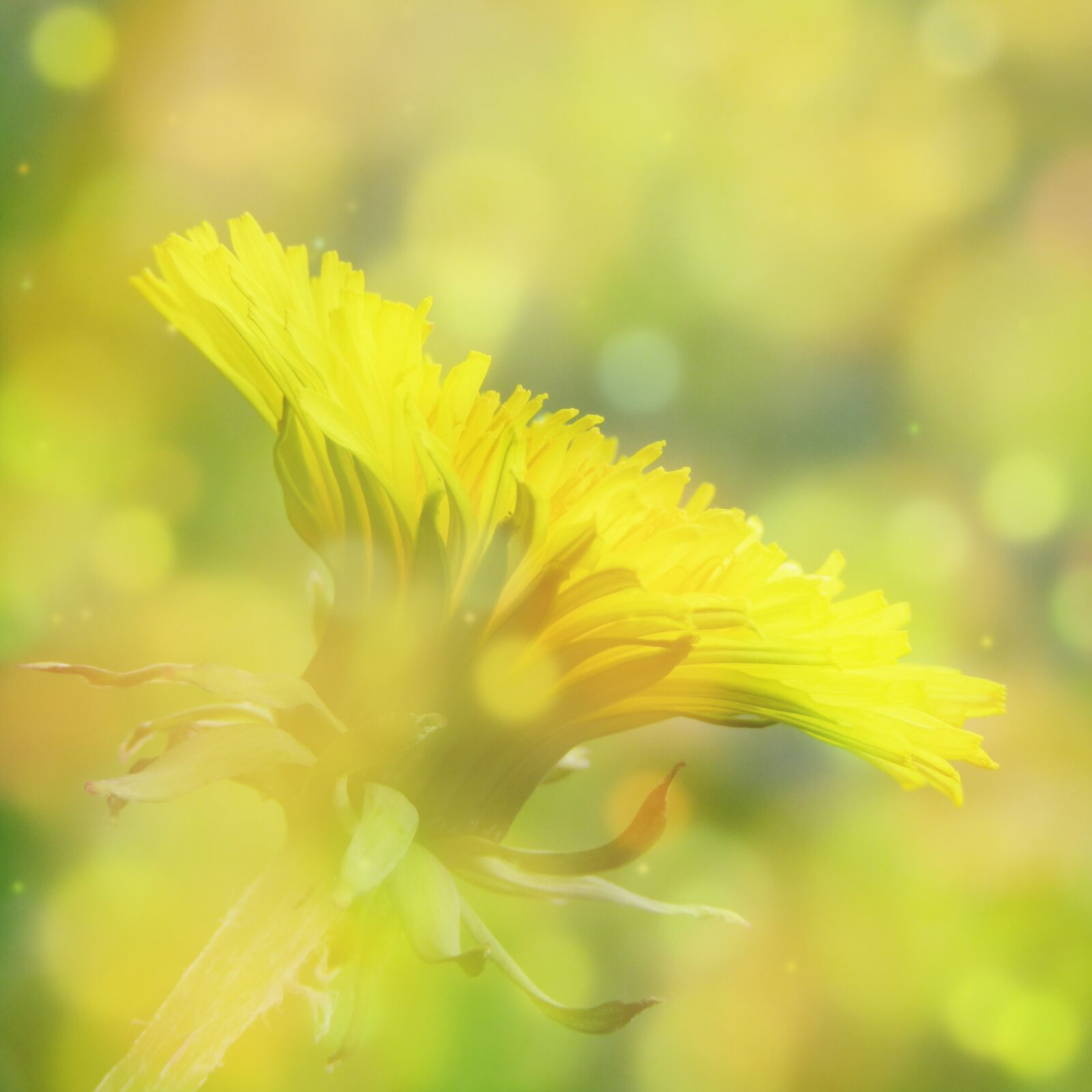 Canon POWERSHOT SX432 IS sample photo. Dandelion, bokeh, close up photography