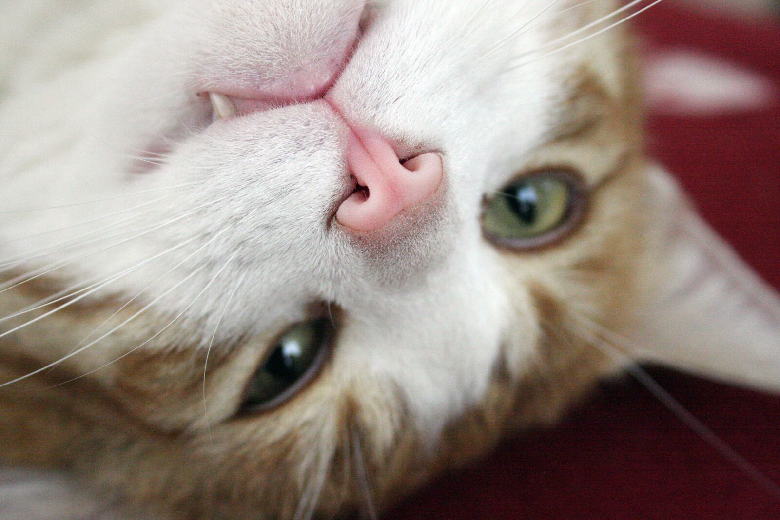 Canon EOS 40D sample photo. Cat, head, mackerel photography
