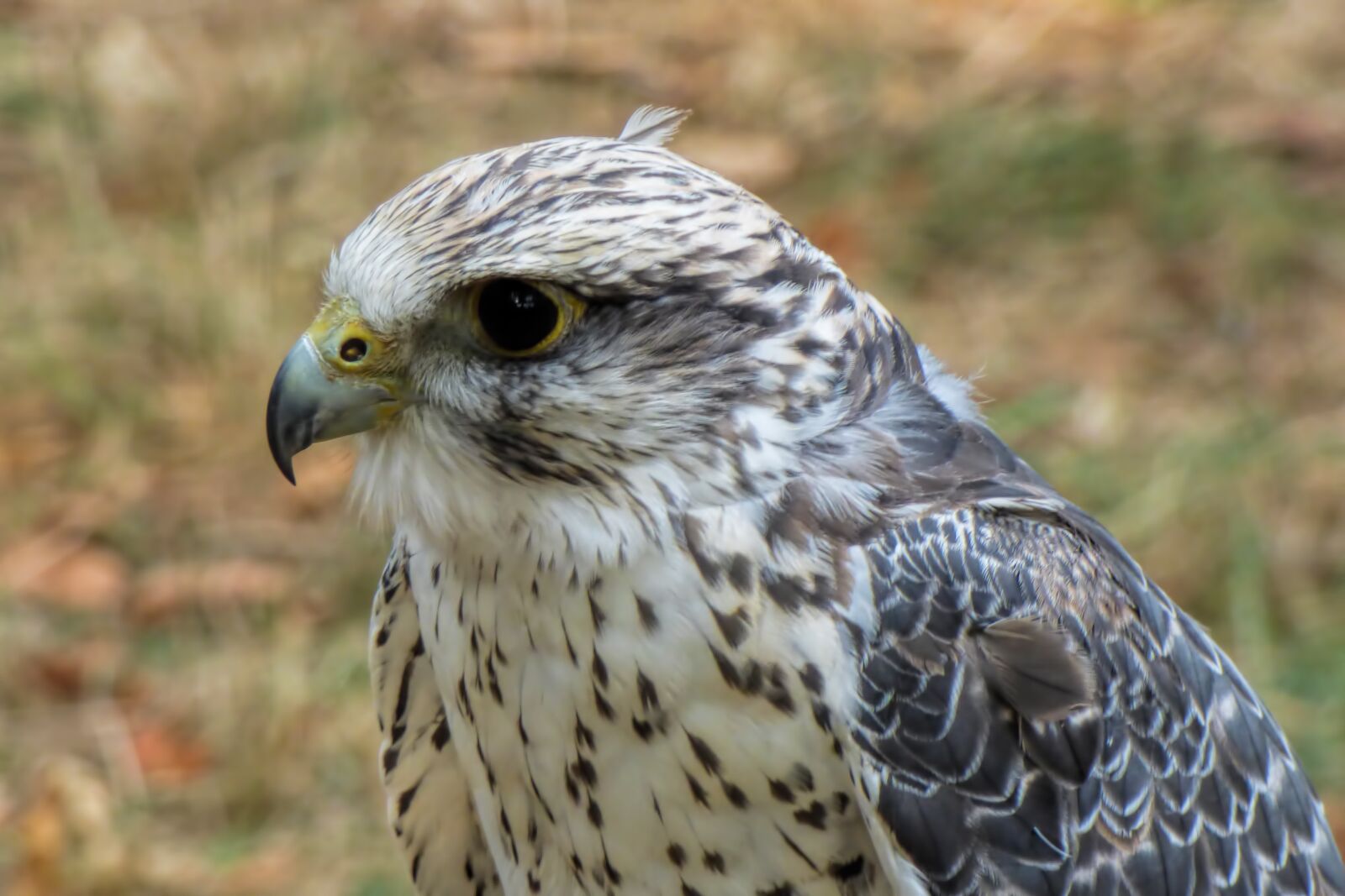 Panasonic DMC-FZ72 sample photo. Falcon, bird of prey photography