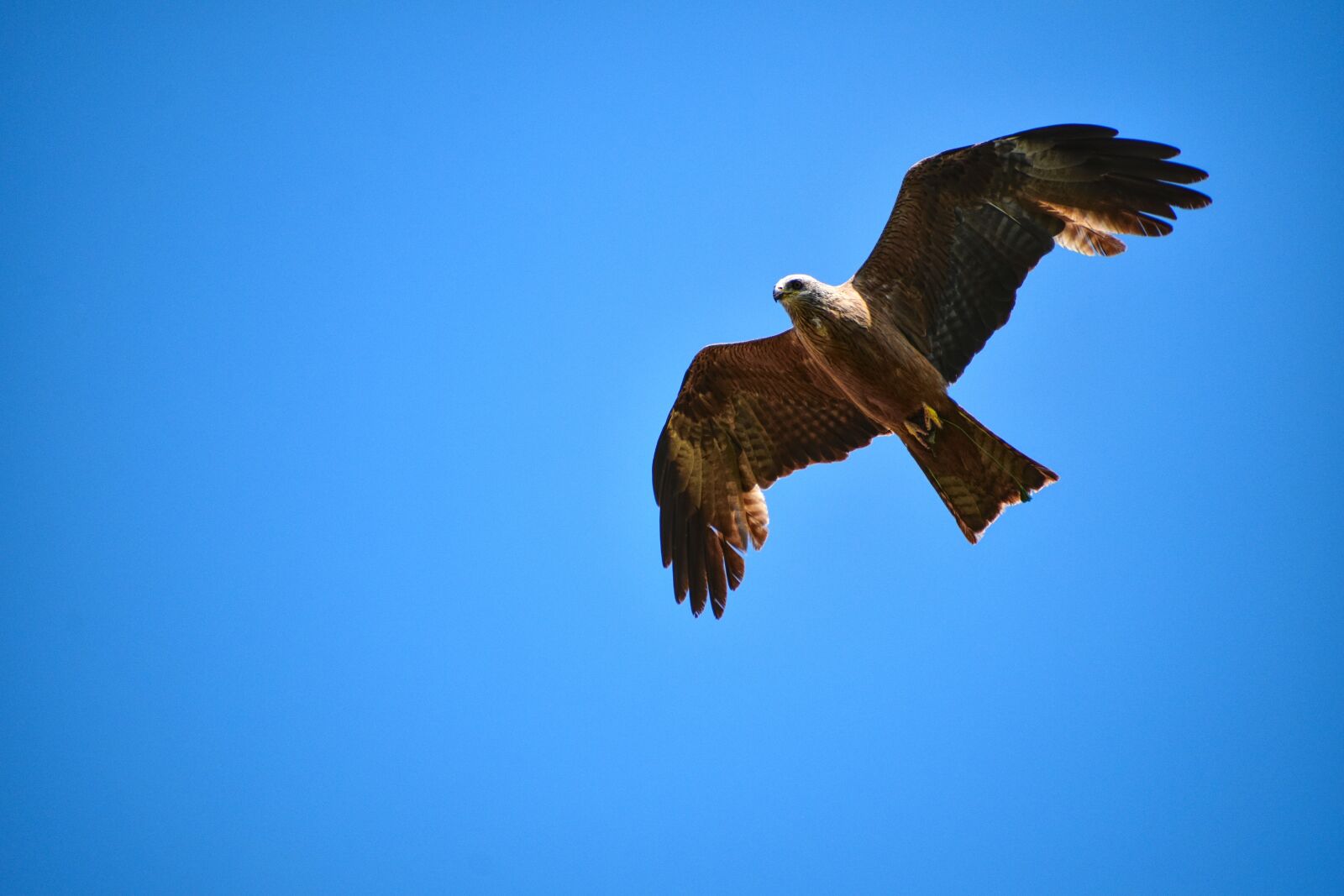 Nikon D3500 sample photo. Predator, blue sky, black photography