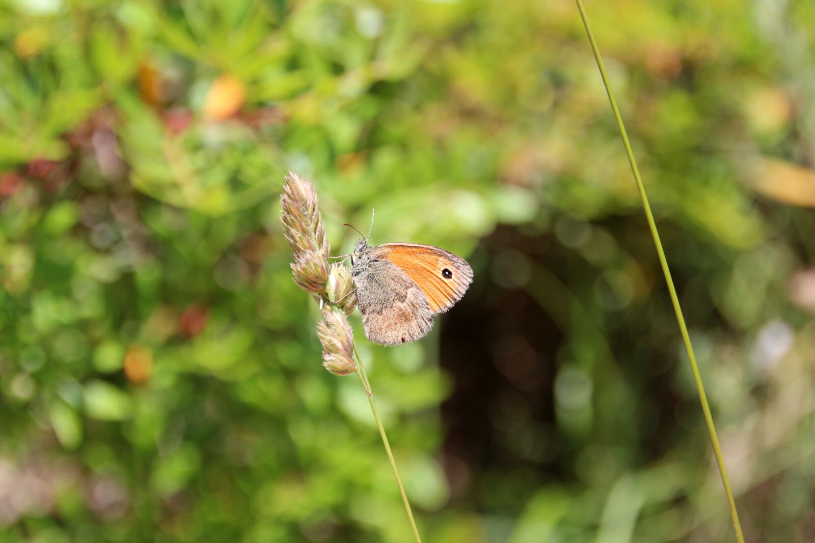 Canon EOS 600D (Rebel EOS T3i / EOS Kiss X5) sample photo. Butterfly, nature, insect photography