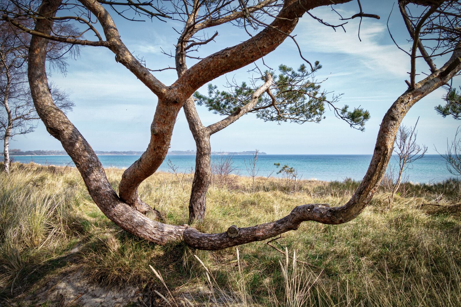 Sony Cyber-shot DSC-RX100 II sample photo. Tree, nature, landscape photography