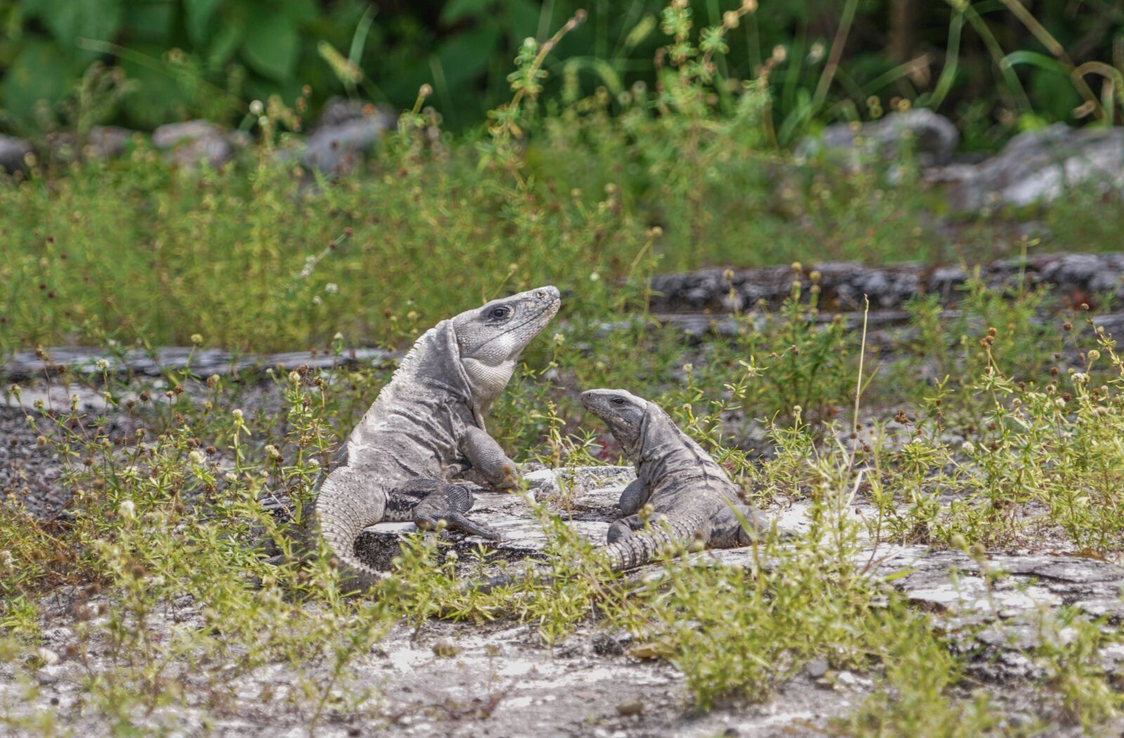 Sony a7R II + Sony FE 24-240mm F3.5-6.3 OSS sample photo. Iguanas, lizards, tropical photography