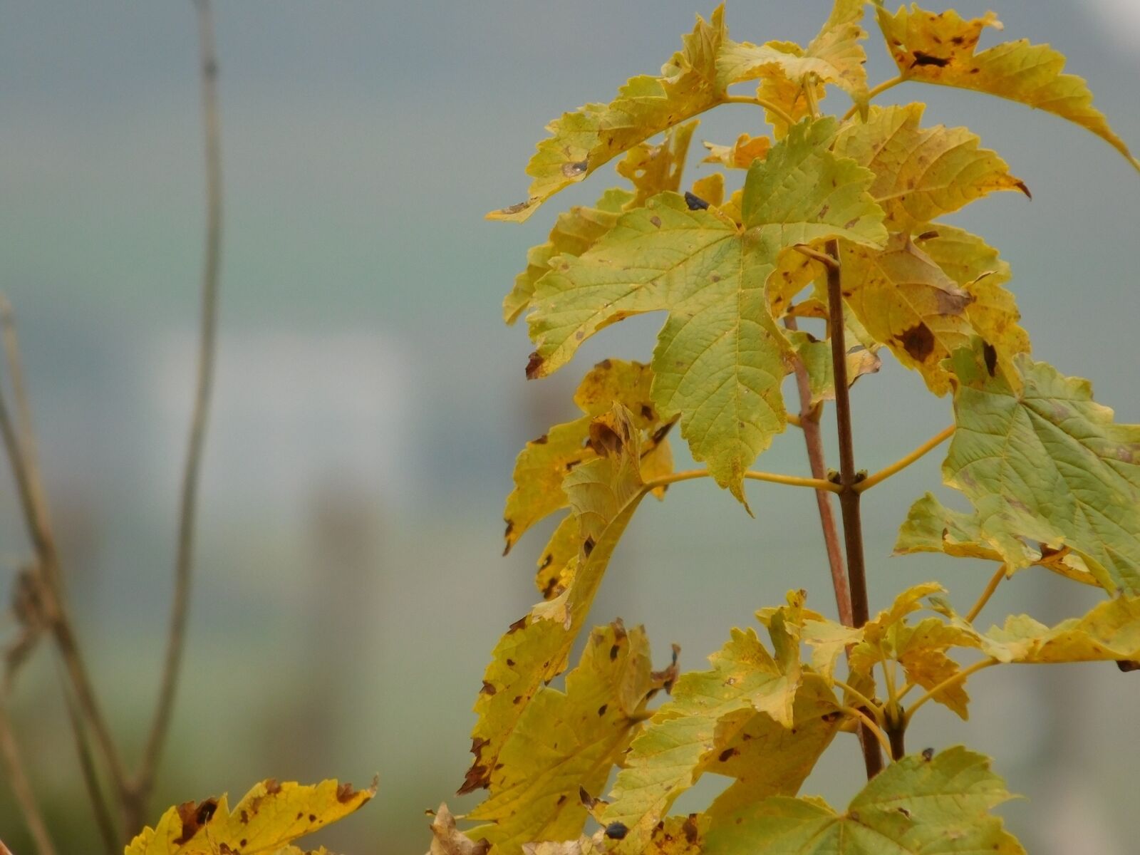 Nikon Coolpix L840 sample photo. Macro, autumn colours, leaves photography