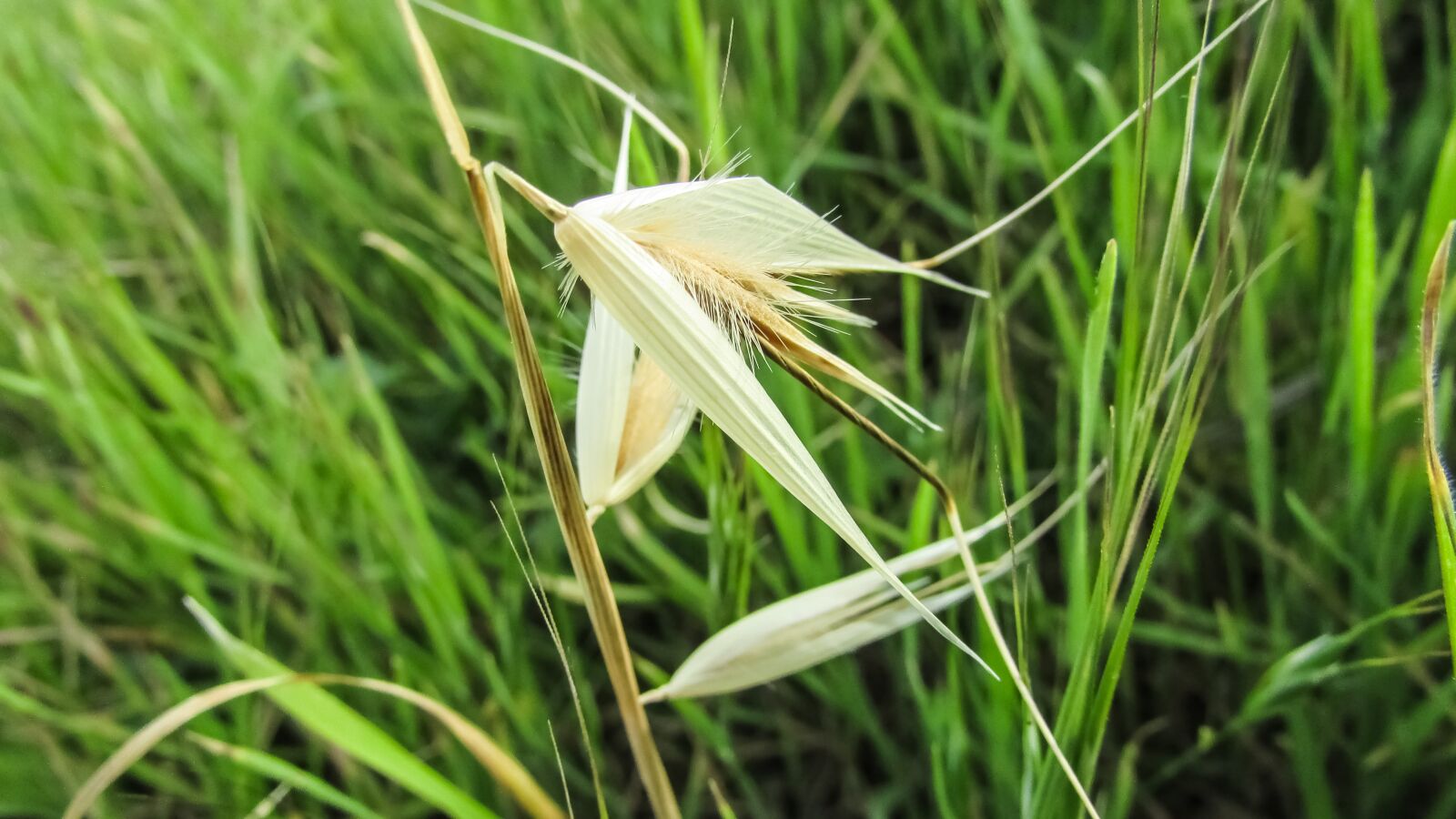 Canon PowerShot SX400 IS sample photo. Cereals, plant, nature photography