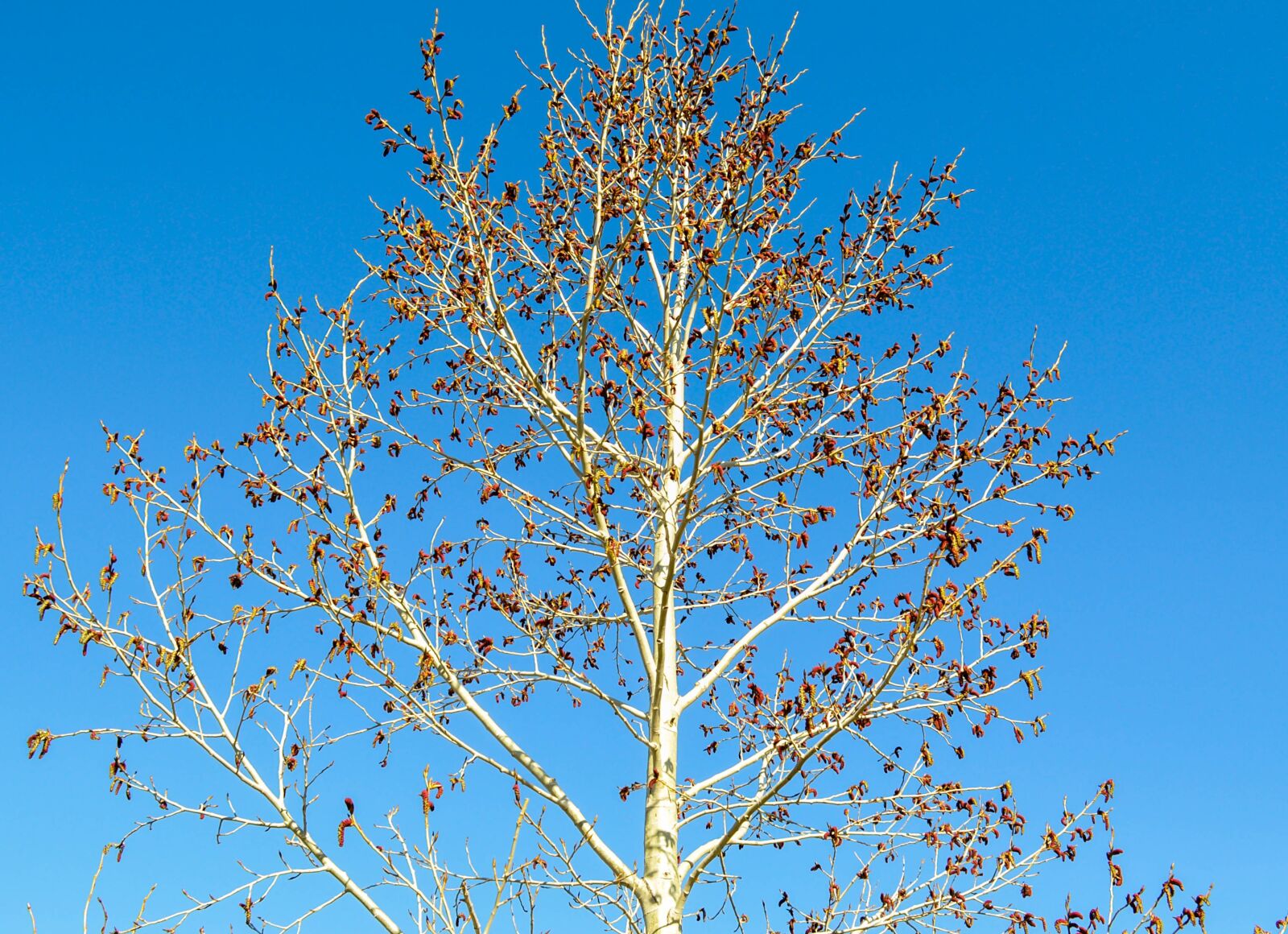 Nikon D90 sample photo. Tree, spring, bloom photography