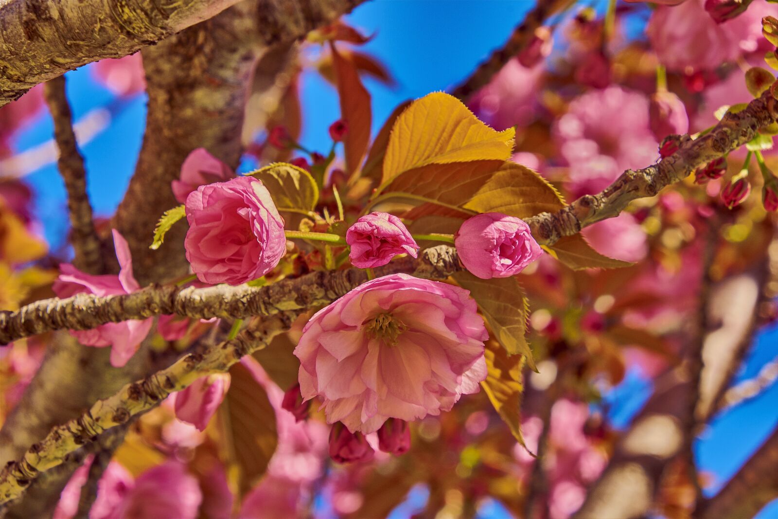 Nikon D7200 sample photo. Flower, cherry, tree photography