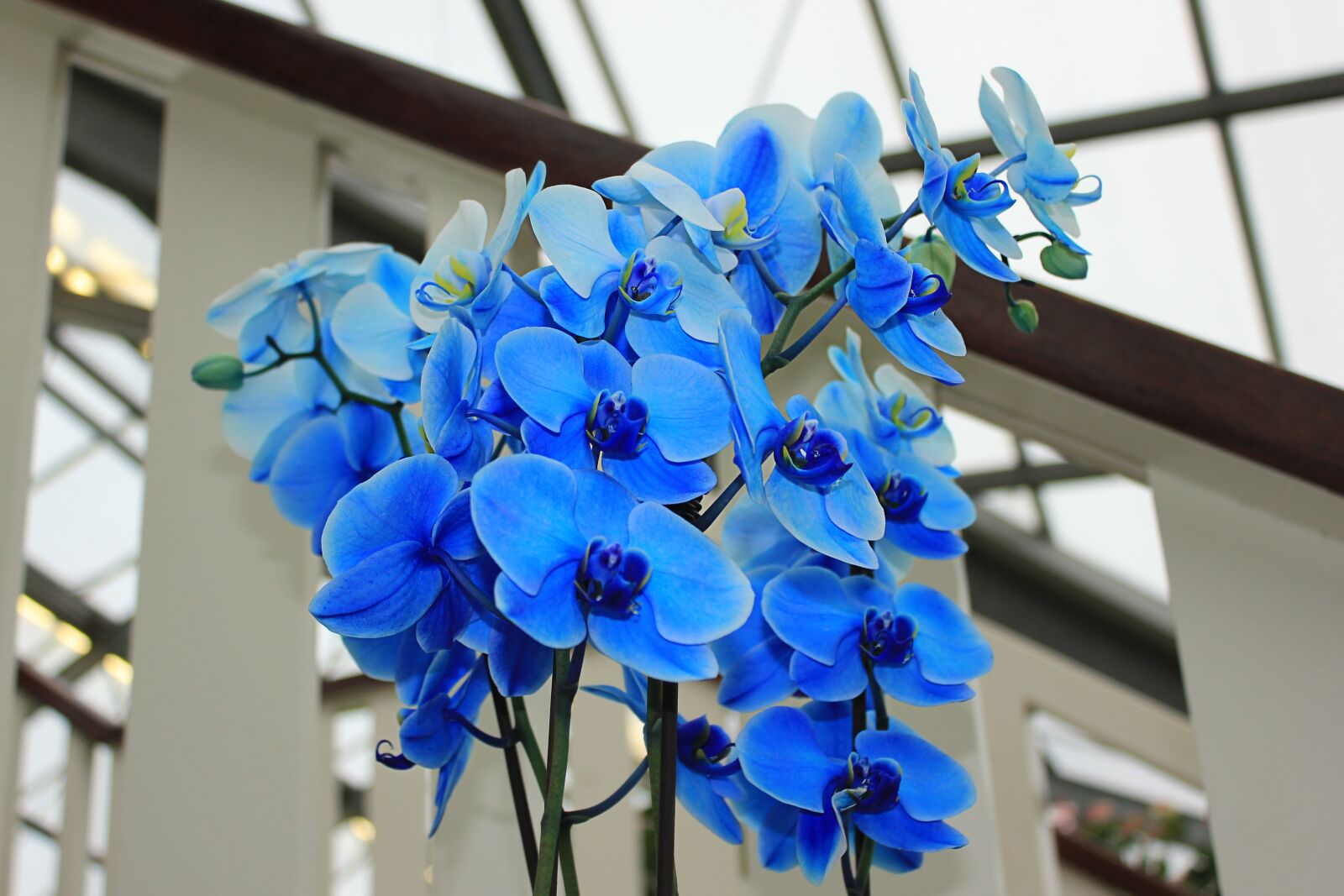 Canon EOS 550D (EOS Rebel T2i / EOS Kiss X4) sample photo. Orchid, blue orchid, flowers photography
