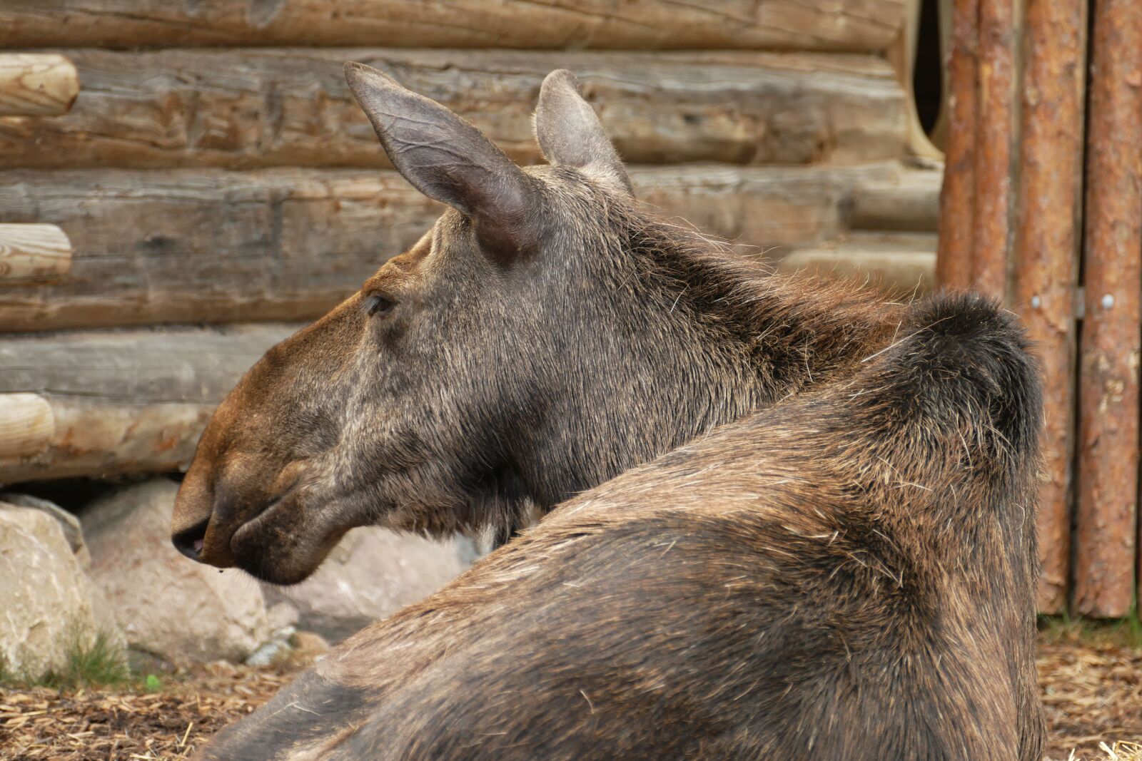 Panasonic Lumix DMC-FZ1000 sample photo. Stockholm, skansen, sweden photography