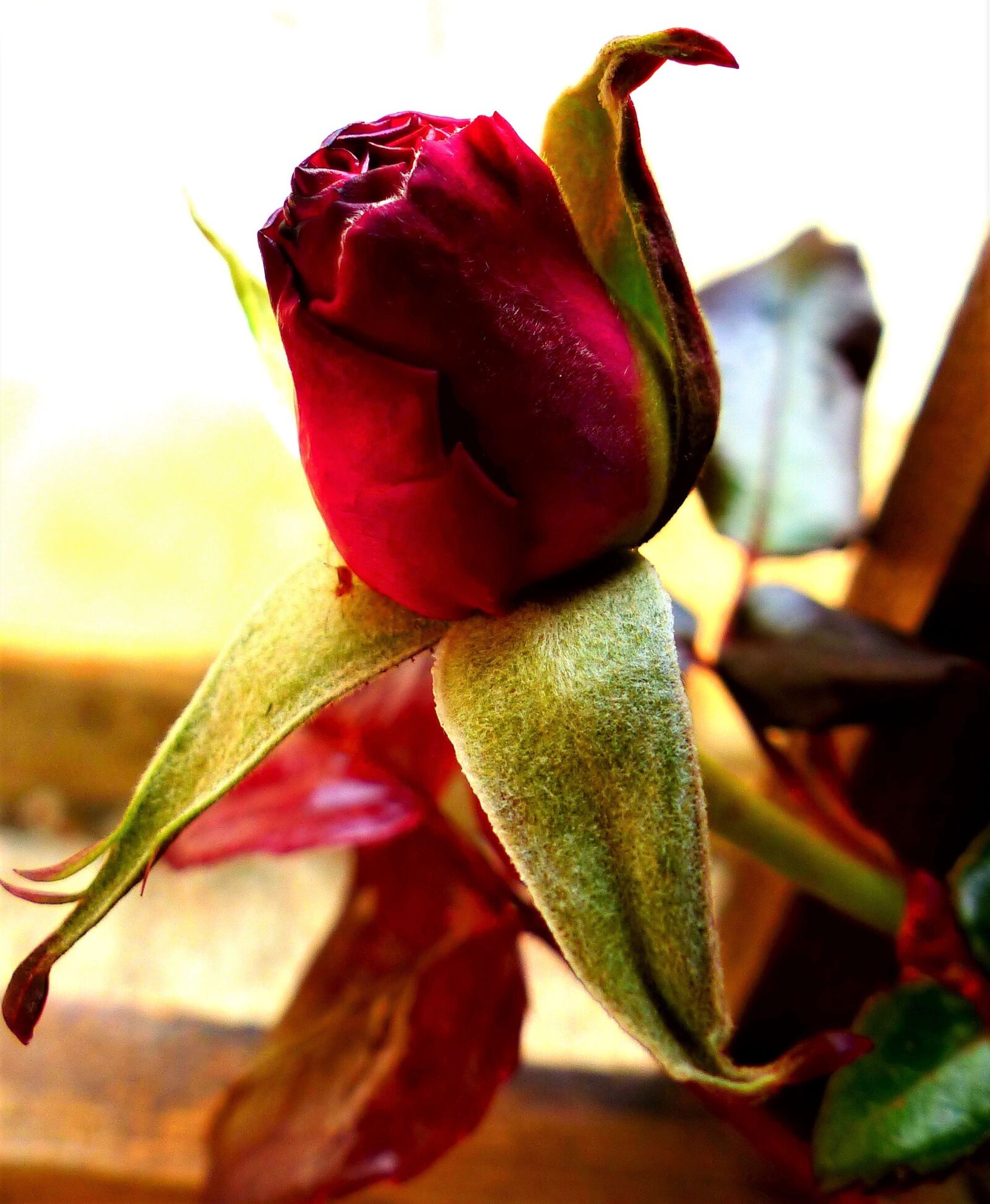 Panasonic Lumix DMC-FZ200 sample photo. Flower, rosebush, no person photography