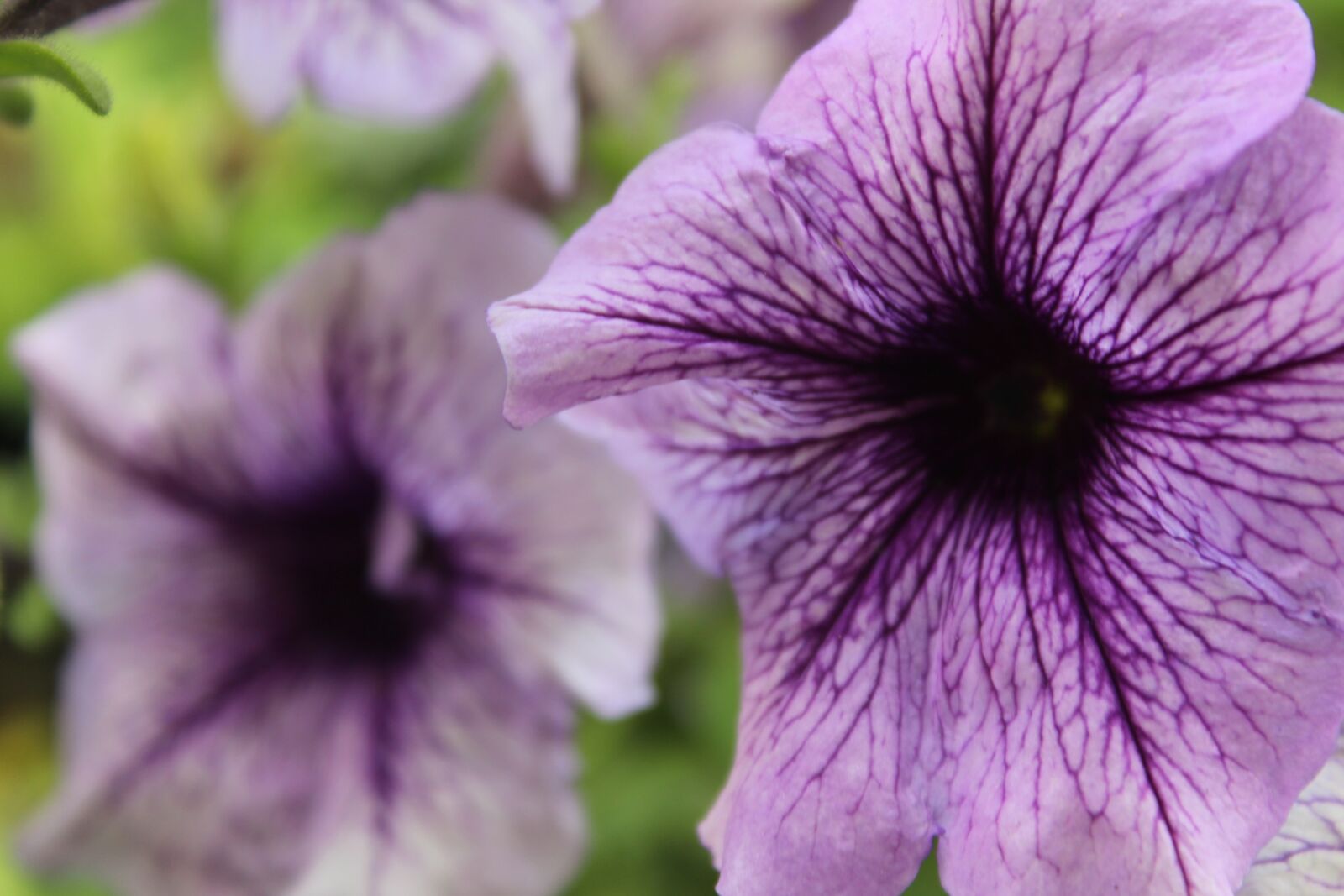 Canon EOS 1300D (EOS Rebel T6 / EOS Kiss X80) sample photo. Flower, ornamental plant, purple photography