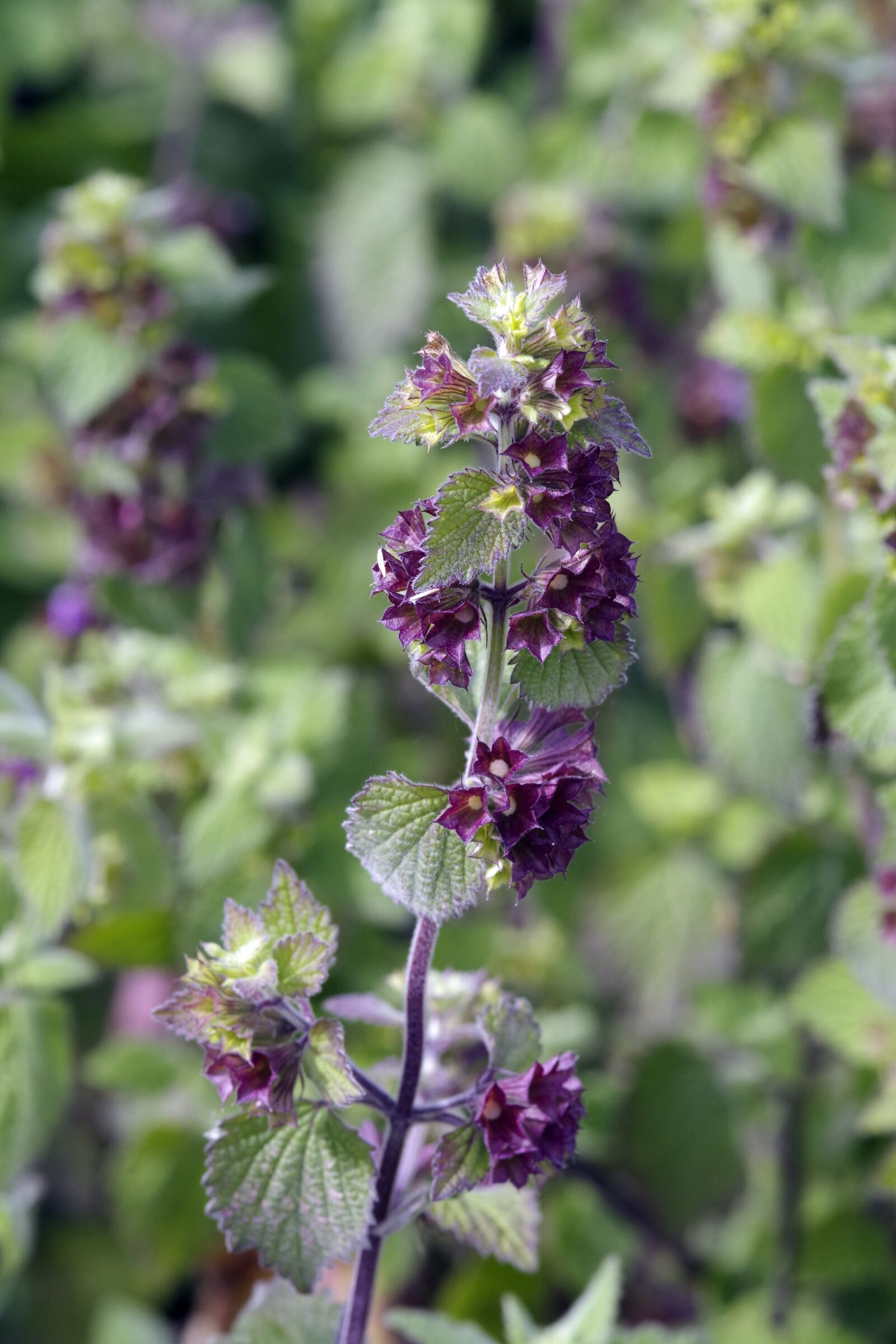 Pentax K-S1 sample photo. Dead nettle, wildflower, purple photography
