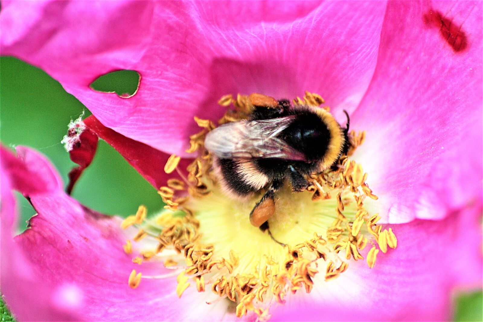 Canon EOS 1000D (EOS Digital Rebel XS / EOS Kiss F) sample photo. Animal, insect, hummel photography