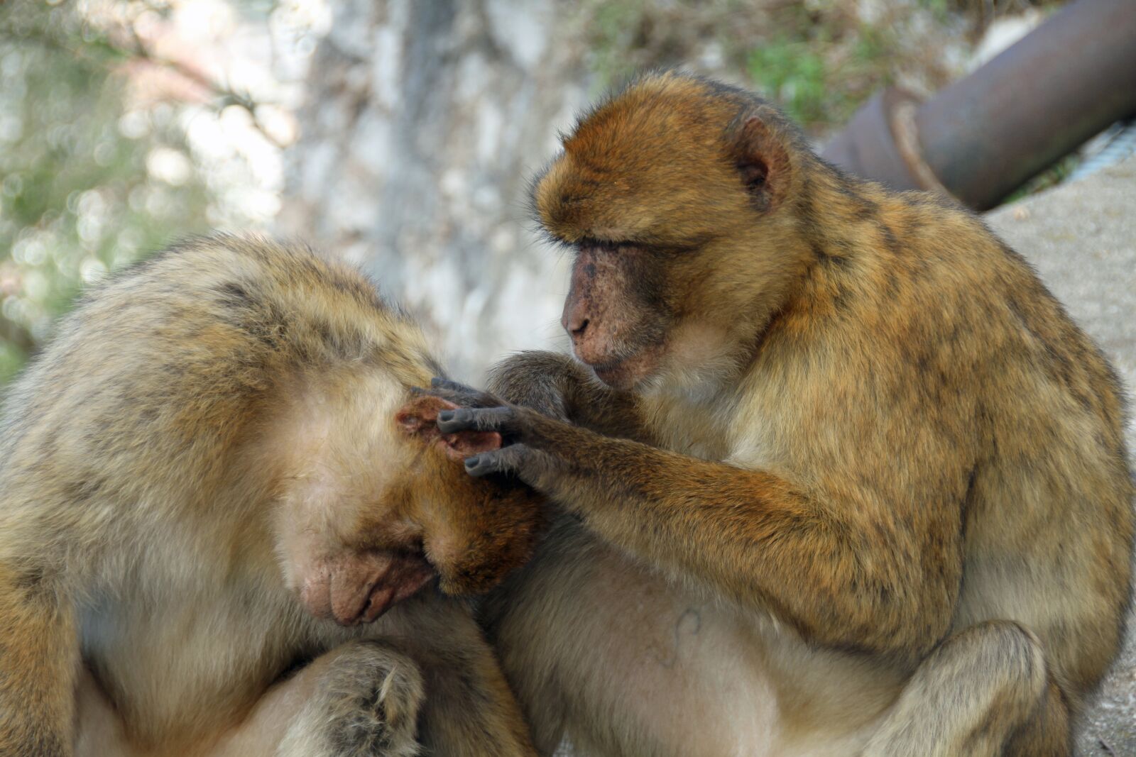 Canon EOS 7D sample photo. Barbary macaque, monkeys, animal photography