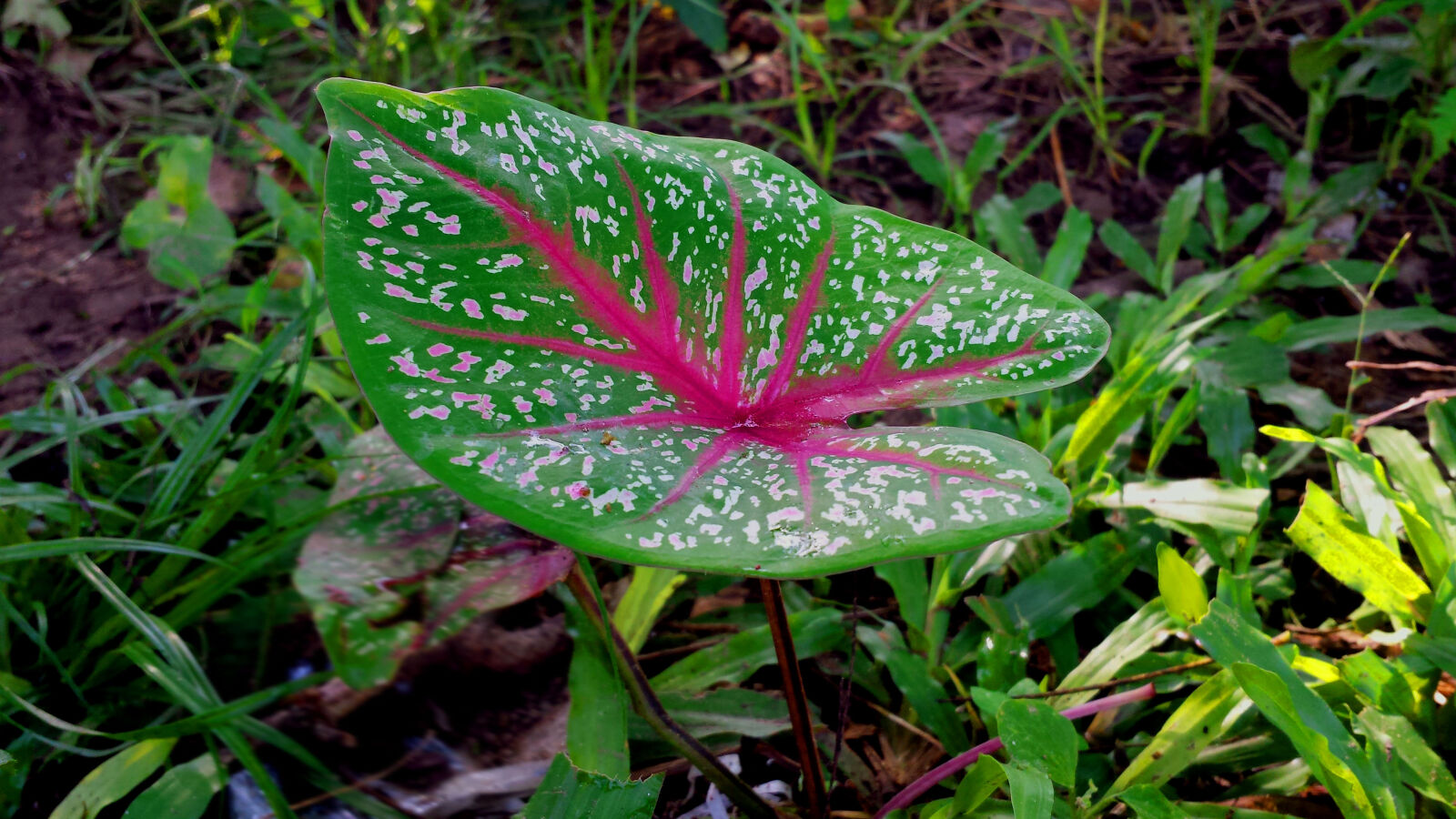 Samsung Galaxy S4 sample photo