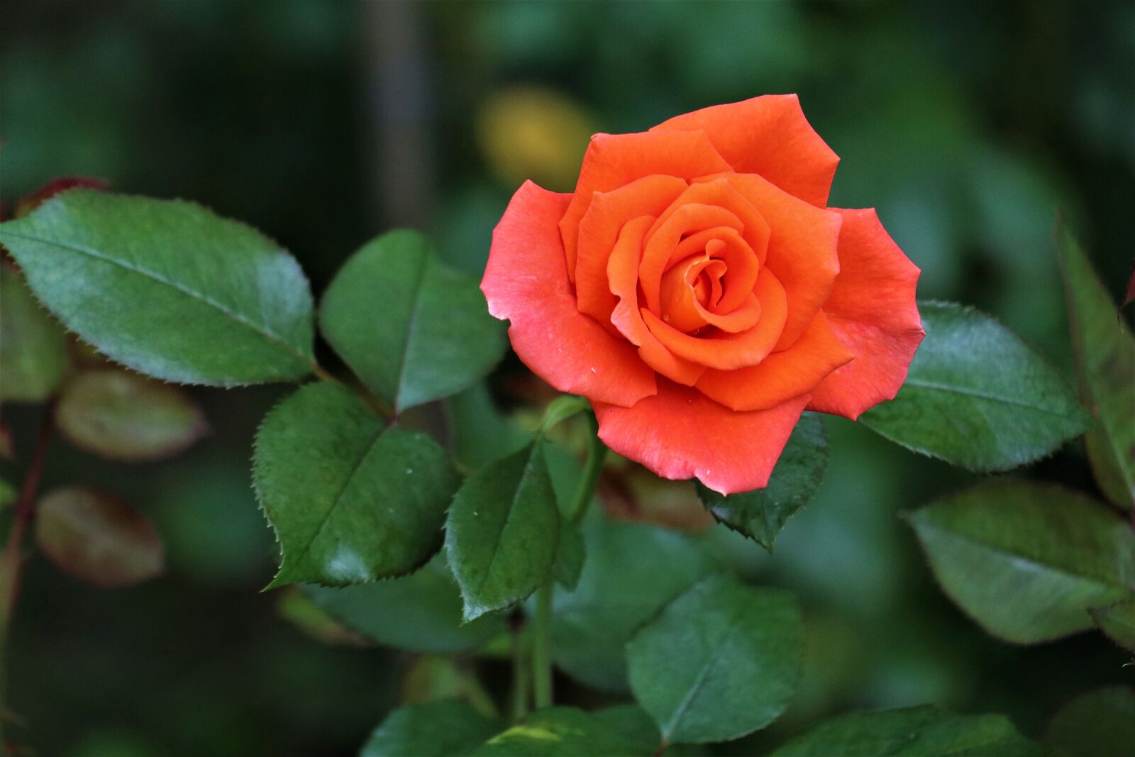 Canon EOS M6 sample photo. Rose, flower, bloom photography