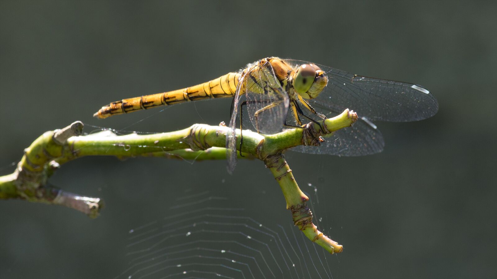 Pentax smc D-FA 100mm F2.8 macro sample photo. Dragonfly, garden, yellow photography