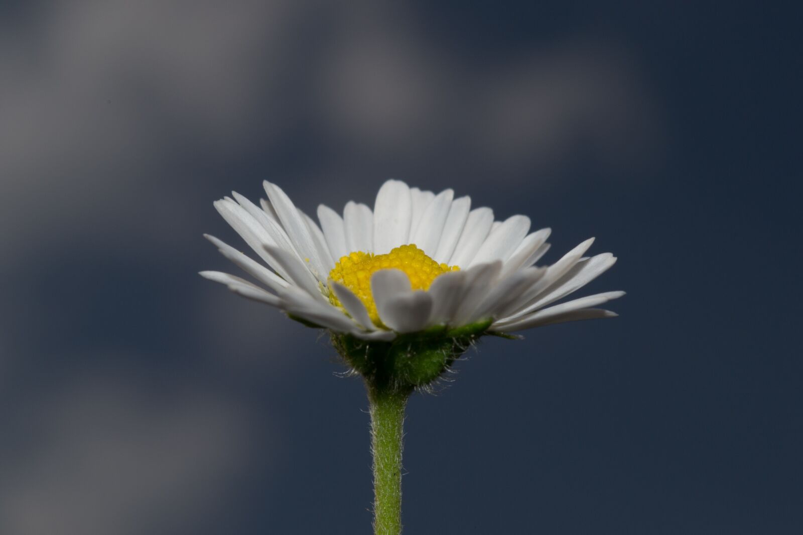 Nikon D3100 sample photo. Daisy, flower, nature photography