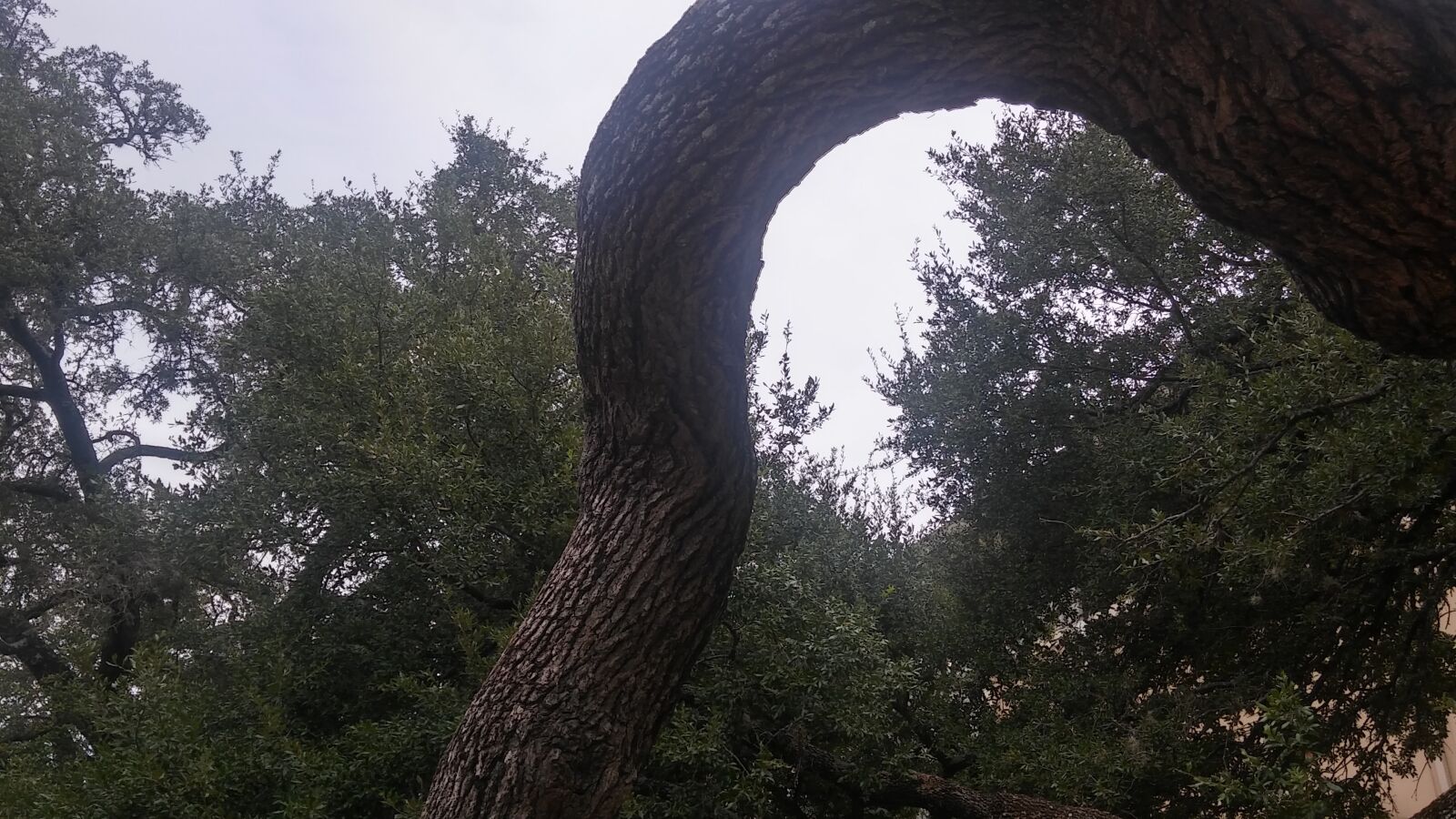 LG G STYLO sample photo. Tree, nature, wood photography