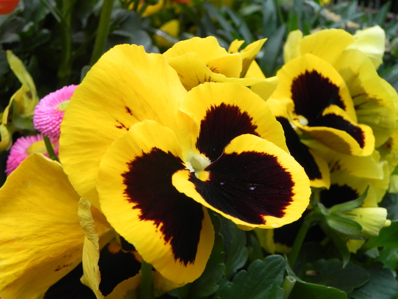 Nikon Coolpix P100 sample photo. Brown, flower, spring, yellow photography