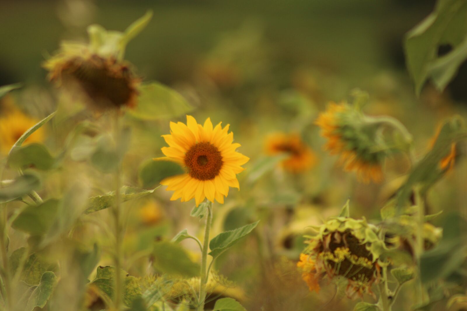 EF75-300mm f/4-5.6 sample photo. Sunflowers, field, flowers photography