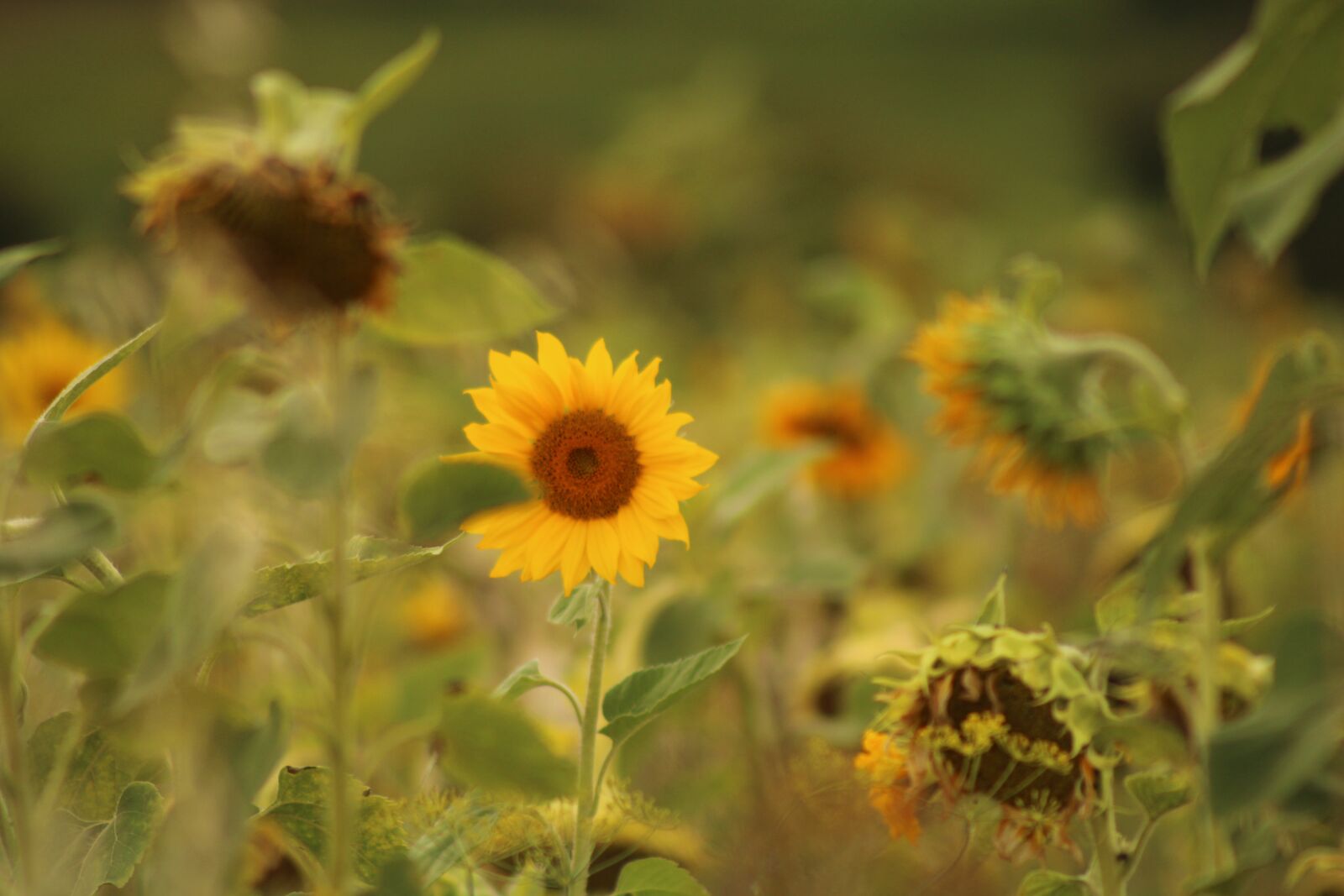 Canon EOS 2000D (EOS Rebel T7 / EOS Kiss X90 / EOS 1500D) sample photo. Sunflowers, field, flowers photography