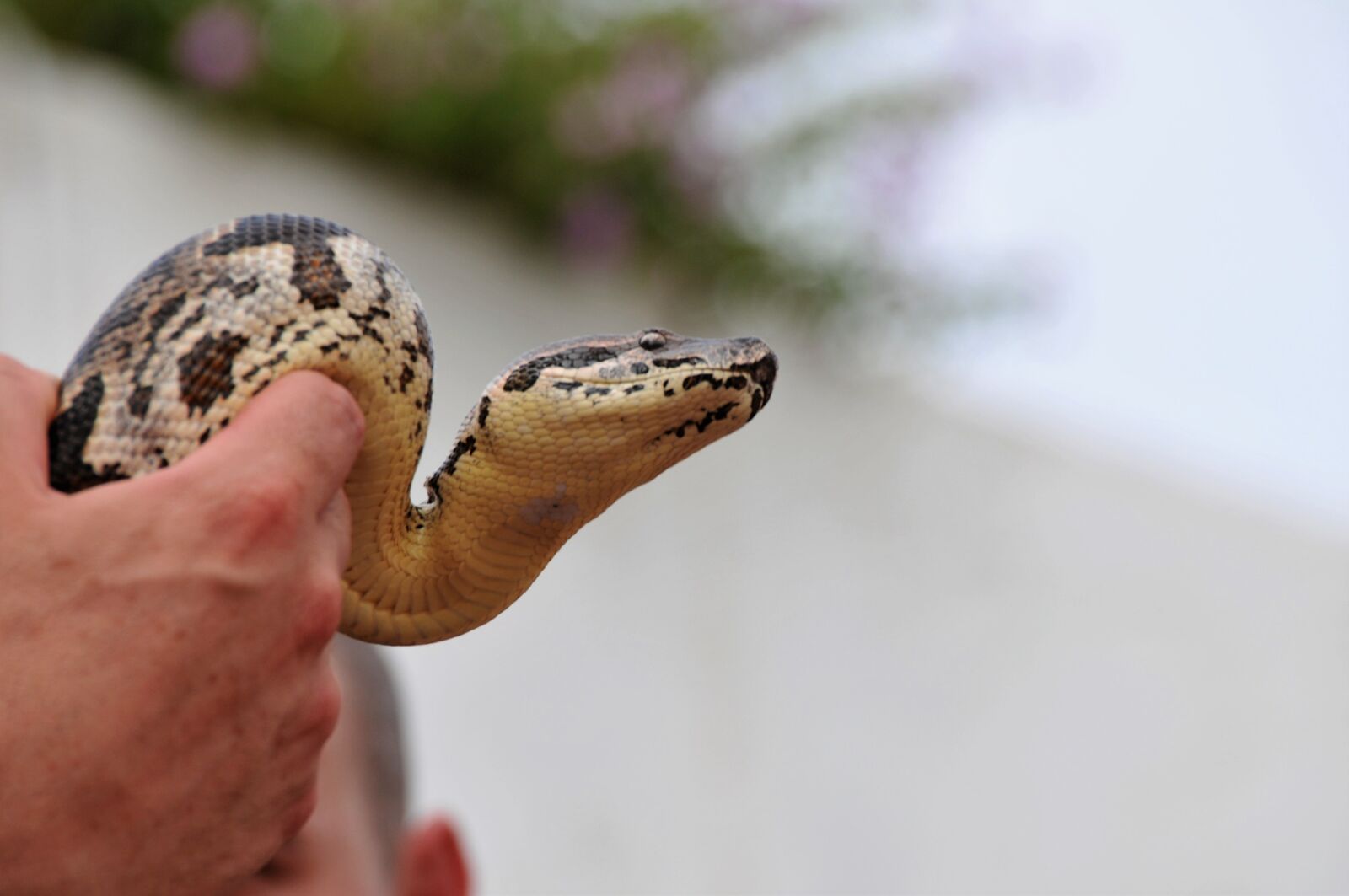 Nikon D300 sample photo. Snake, reptile, jungle photography
