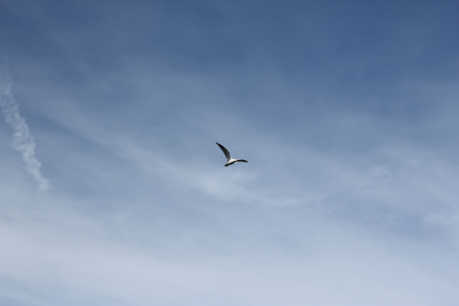 Canon EOS 550D (EOS Rebel T2i / EOS Kiss X4) sample photo. Sky, bird, flying, seagull photography