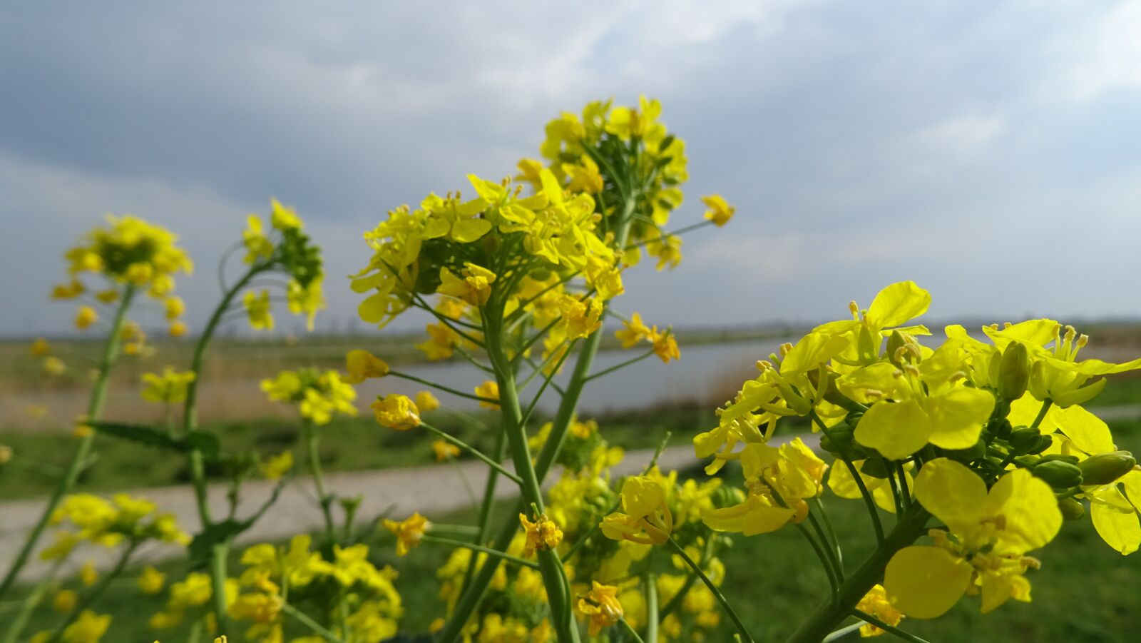 Sony DSC-HX60 sample photo. Flowers, yellow, spring photography