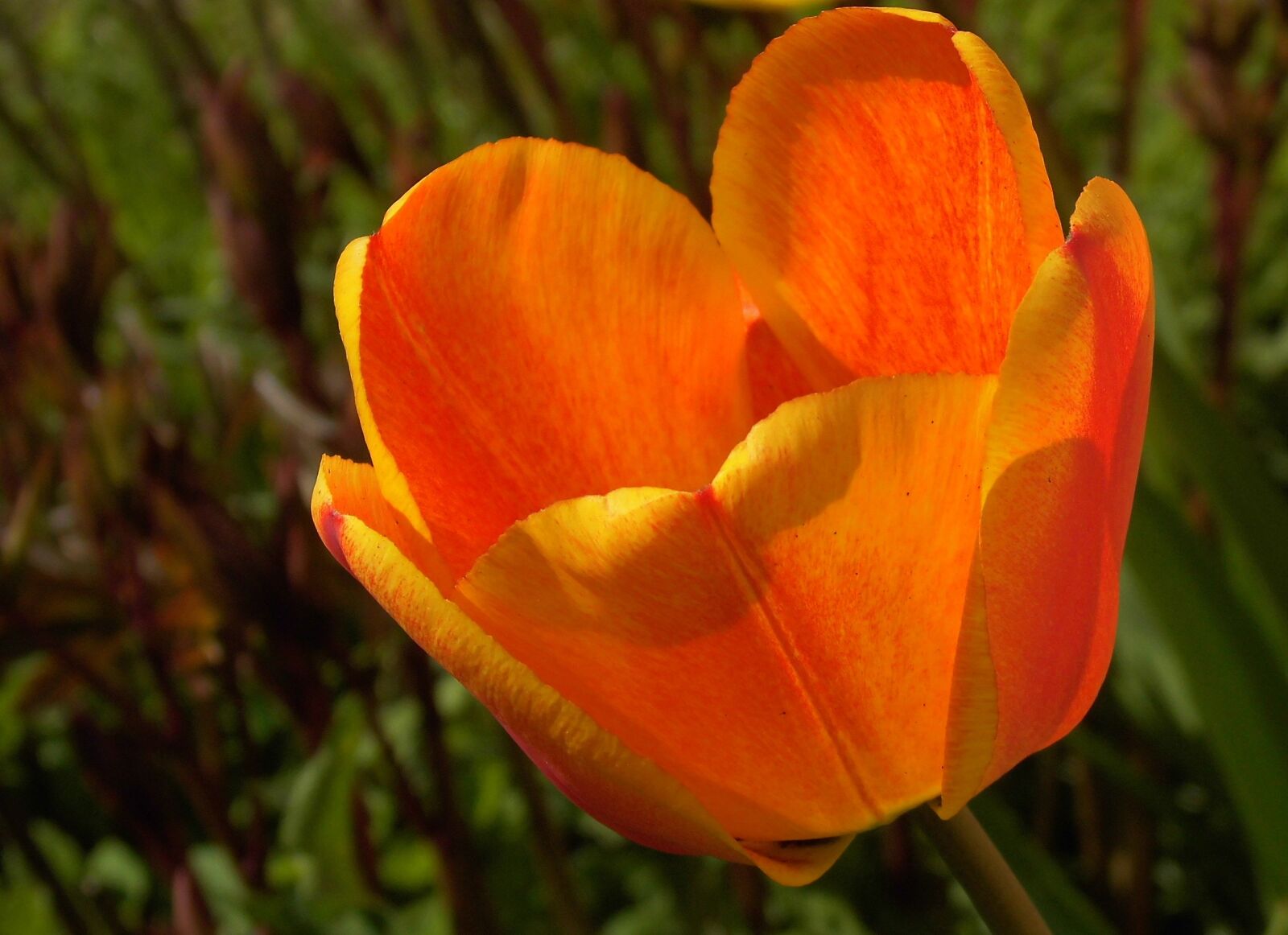 MEDION MD86824 sample photo. Tulip, tulipa, lily photography