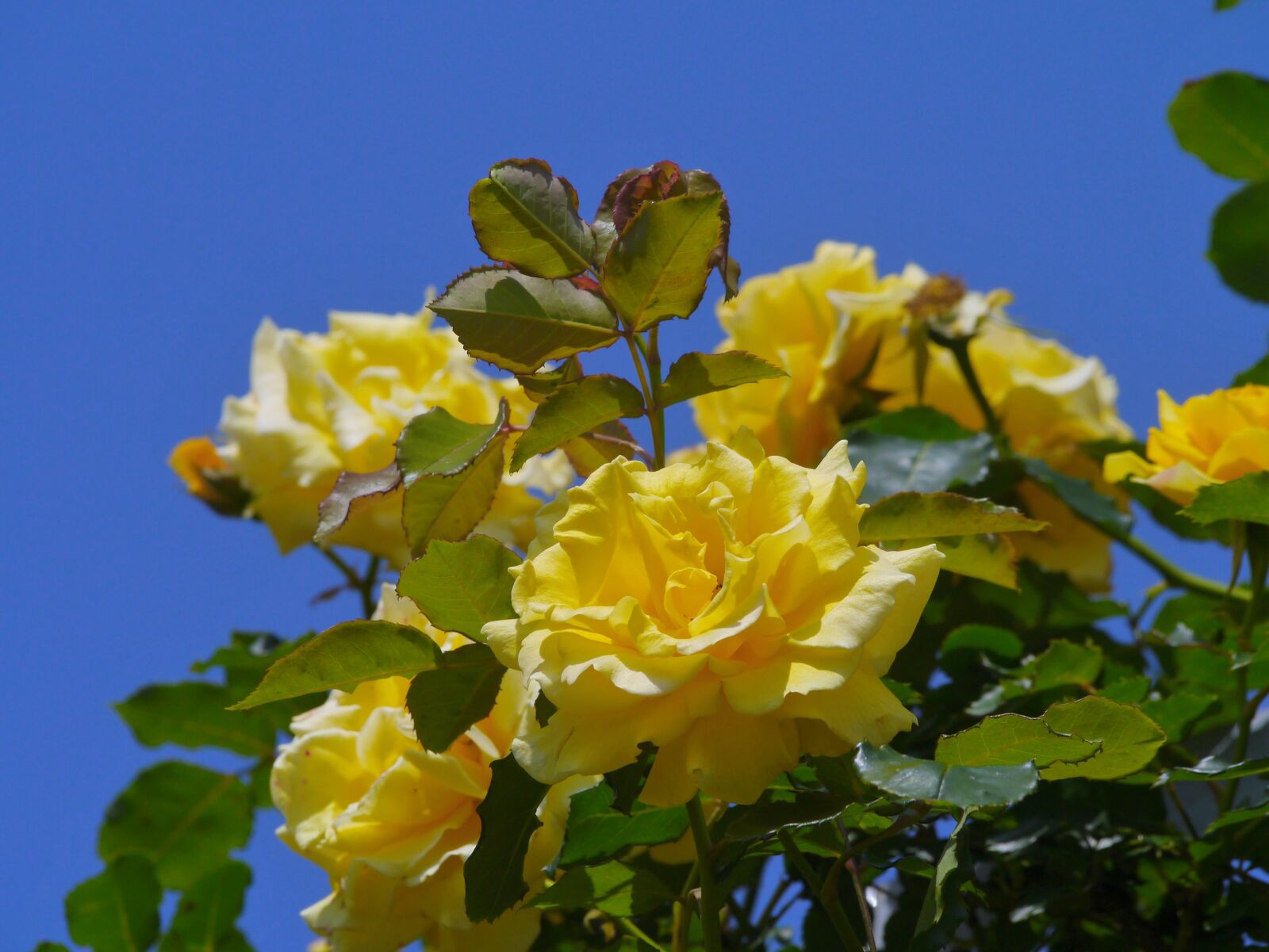 Panasonic Lumix DMC-GX1 sample photo. Verny park, rose, huang photography