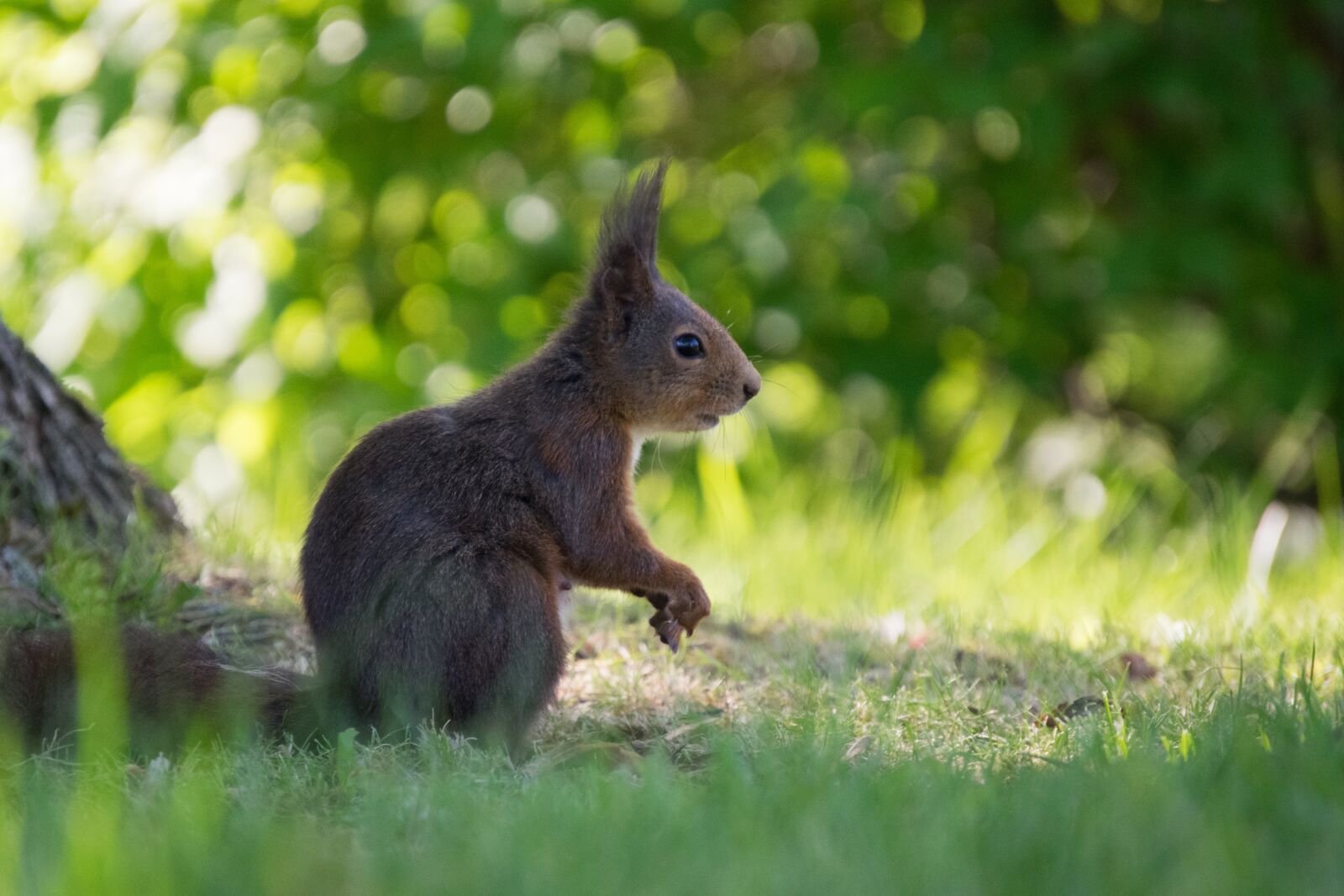 Nikon D3300 sample photo. Squirrel, alone, vigilant photography