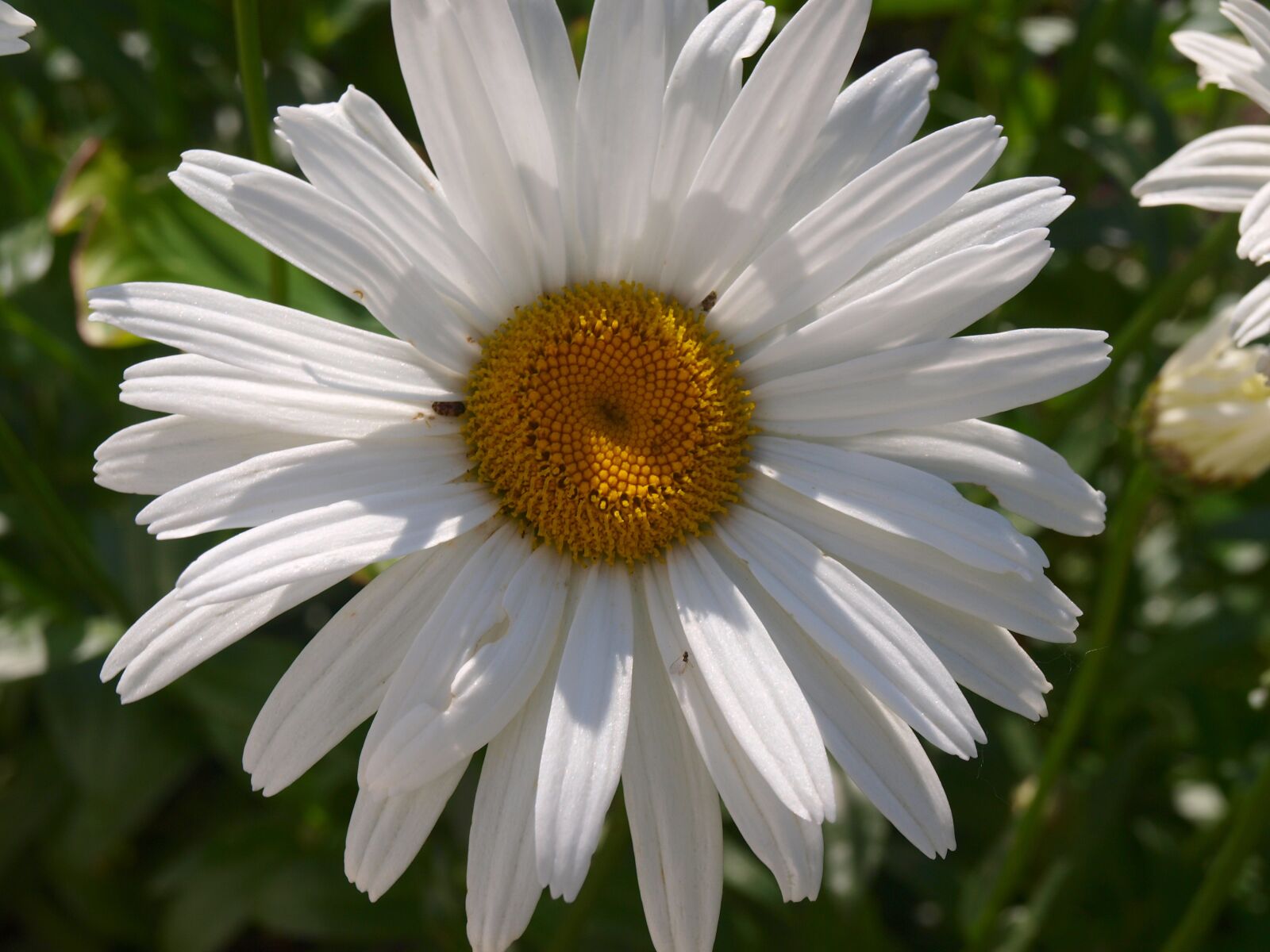 Olympus E-420 (EVOLT E-420) sample photo. Daisy, white flower, spring photography
