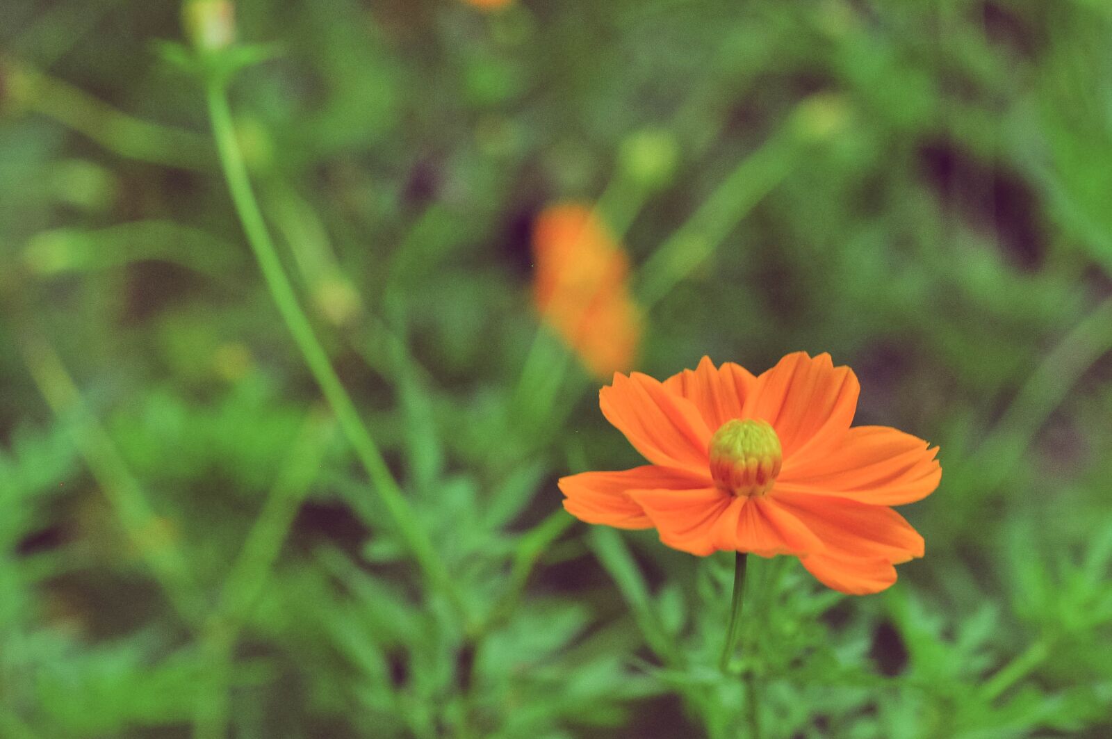 Nikon D5000 sample photo. Flowers, plant, land photography