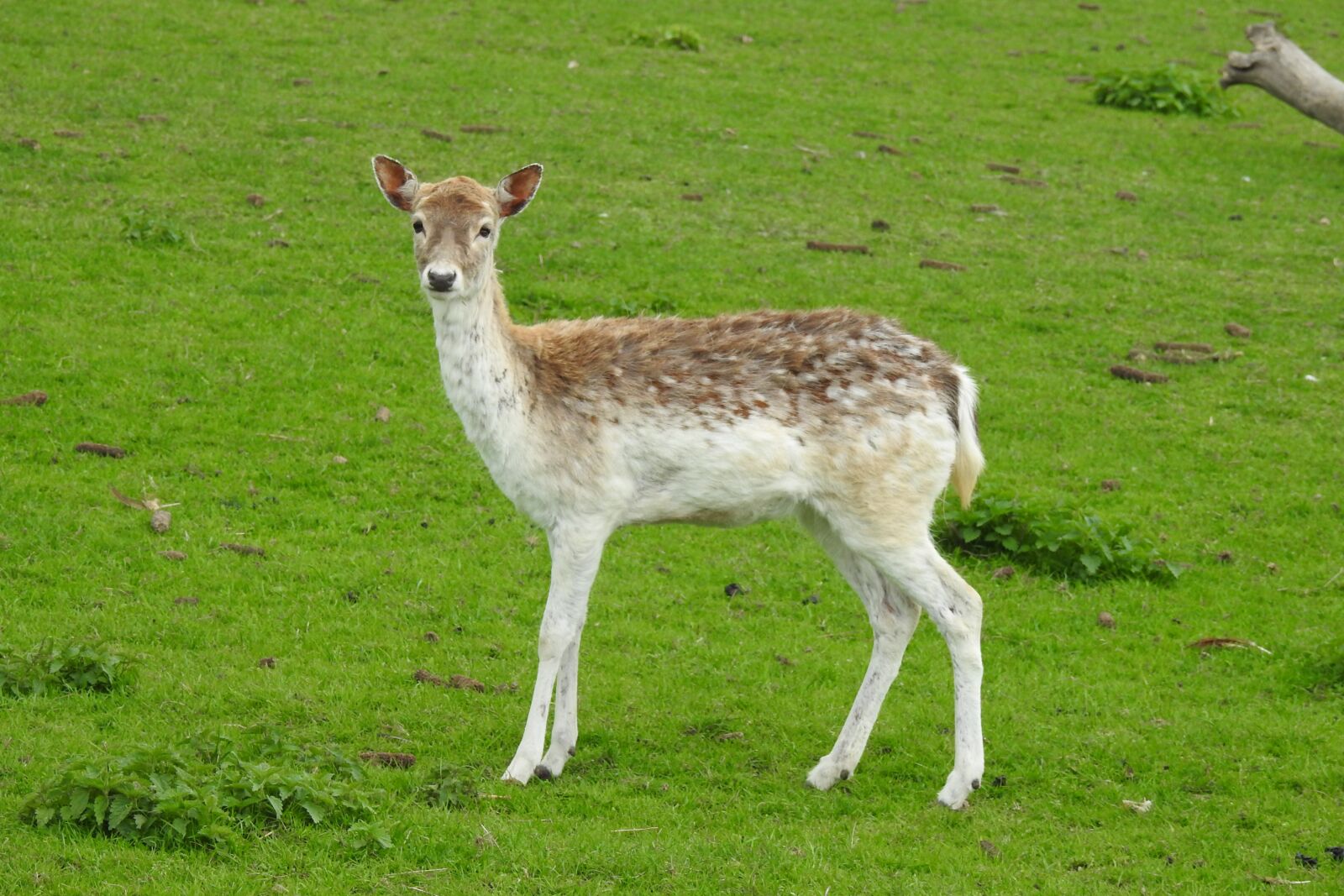 Nikon Coolpix P900 sample photo. Lawn, mammals, animals photography