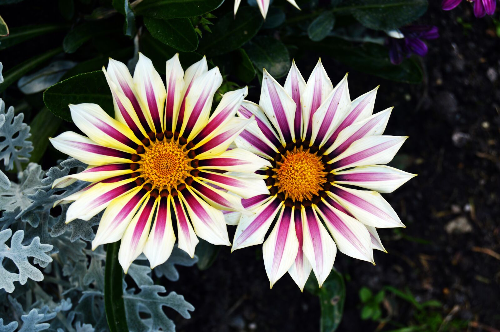 Nikon D3200 sample photo. Blossom, bloom, flower photography