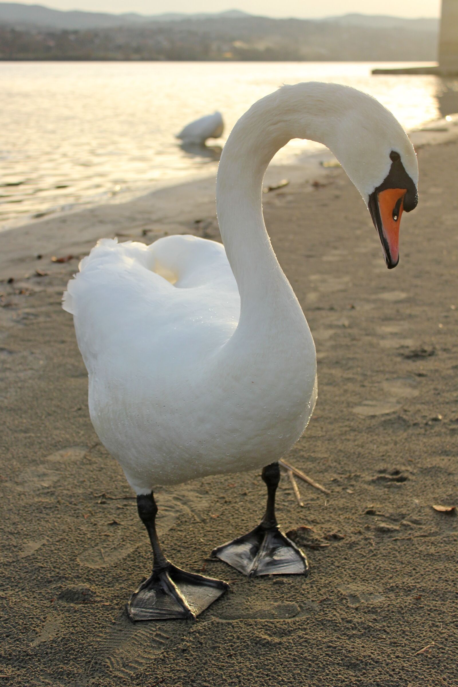 Canon EOS 550D (EOS Rebel T2i / EOS Kiss X4) sample photo. Swan, bird, nature photography